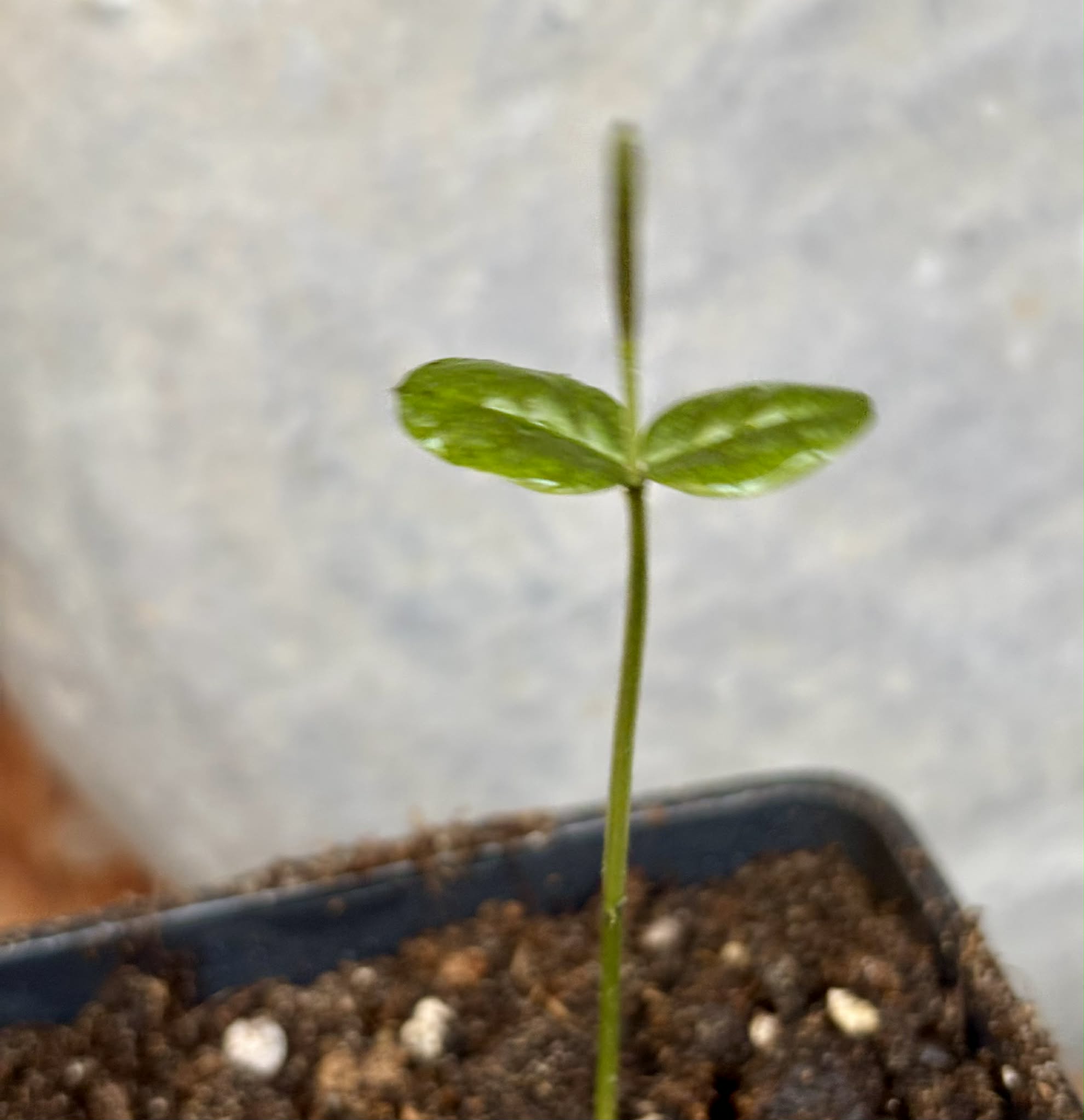 Mouriri sp Rondonia - 1 potted seedling / 1 getopfter Sämling