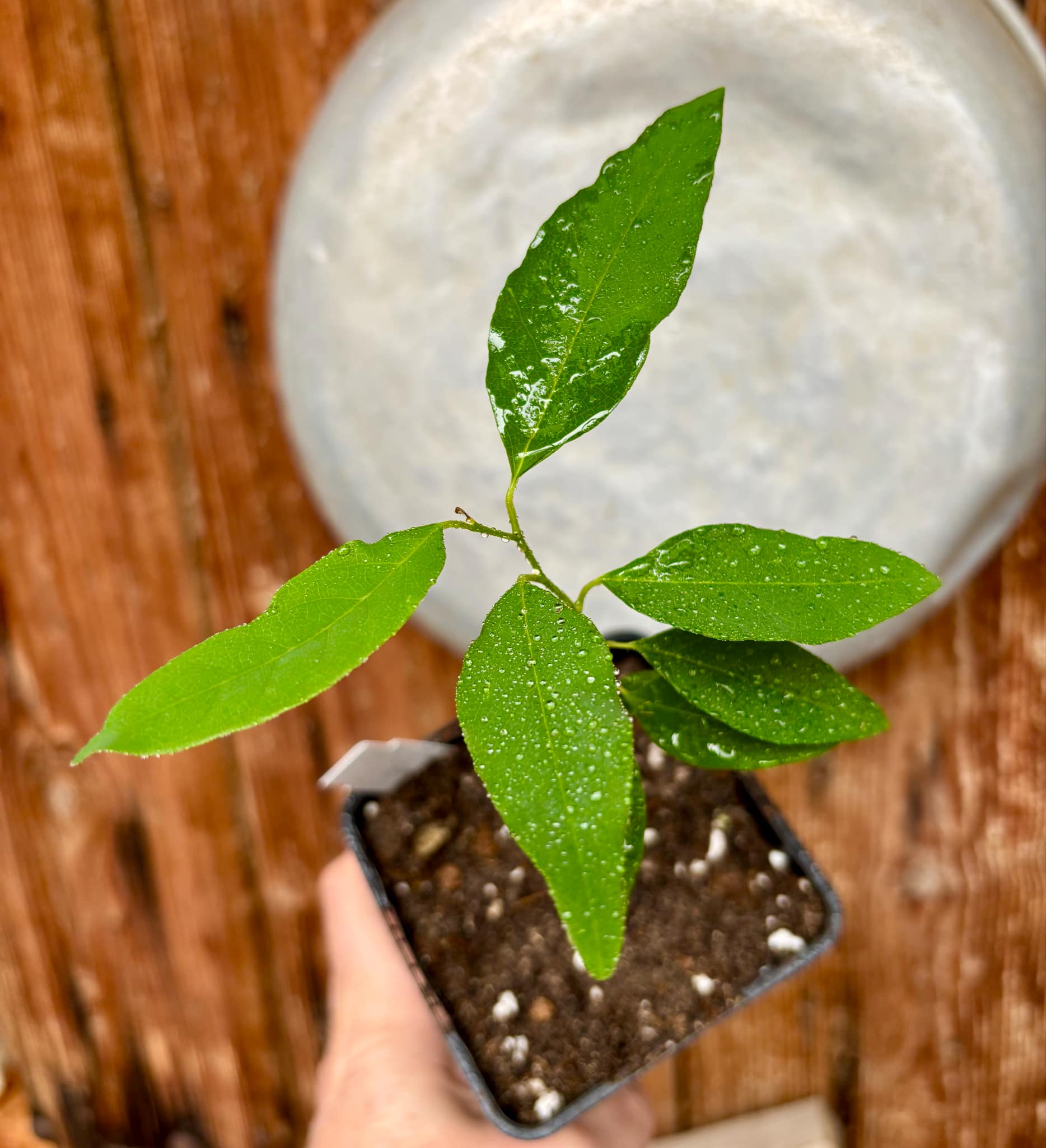 Annona emarginata - 1 potted plant / 1 getopfte Pflanze 