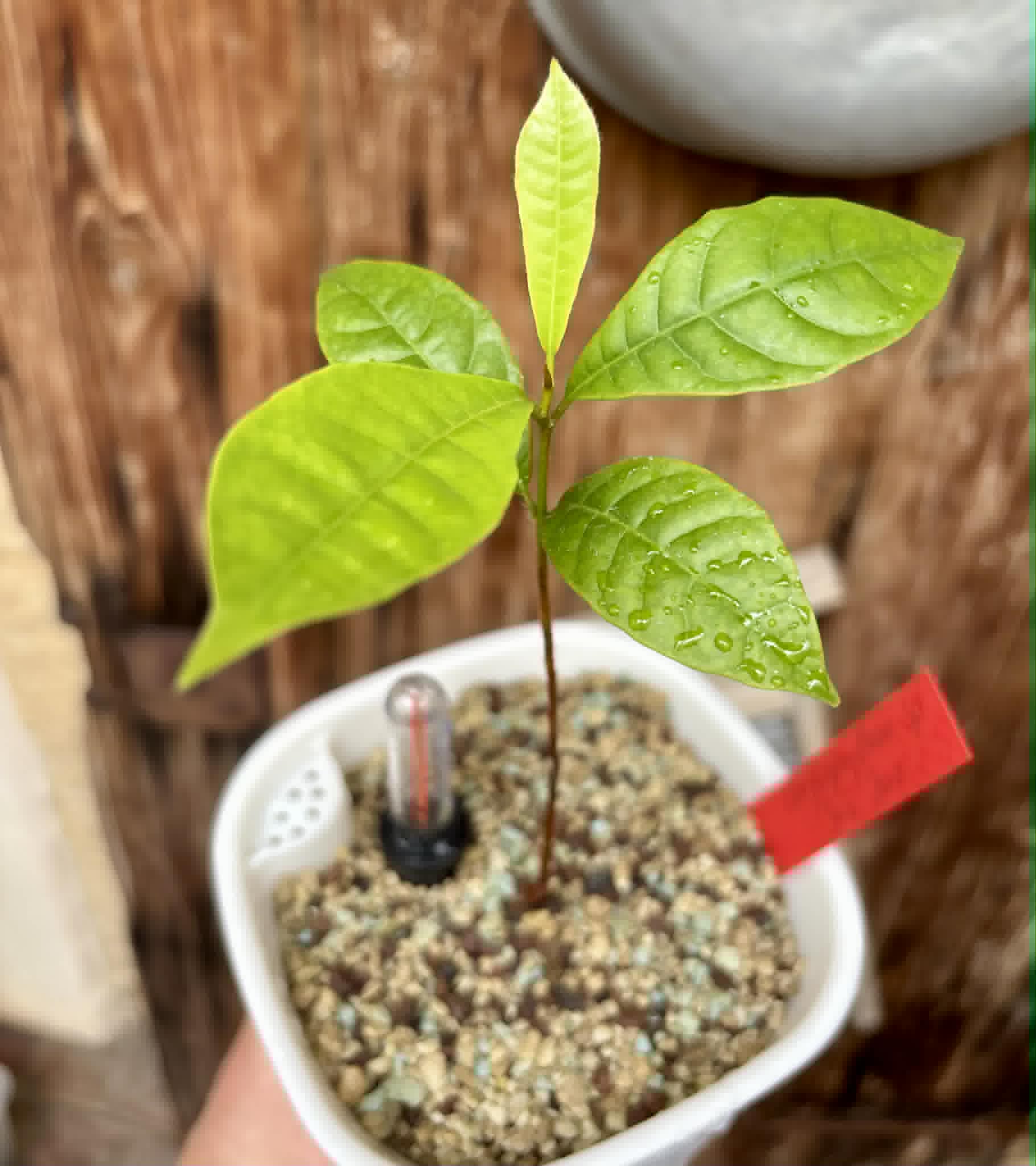 Goiapeba - Chrysophyllum sp Sao Joao - 1 potted seedling / 1 getopfter Sämling