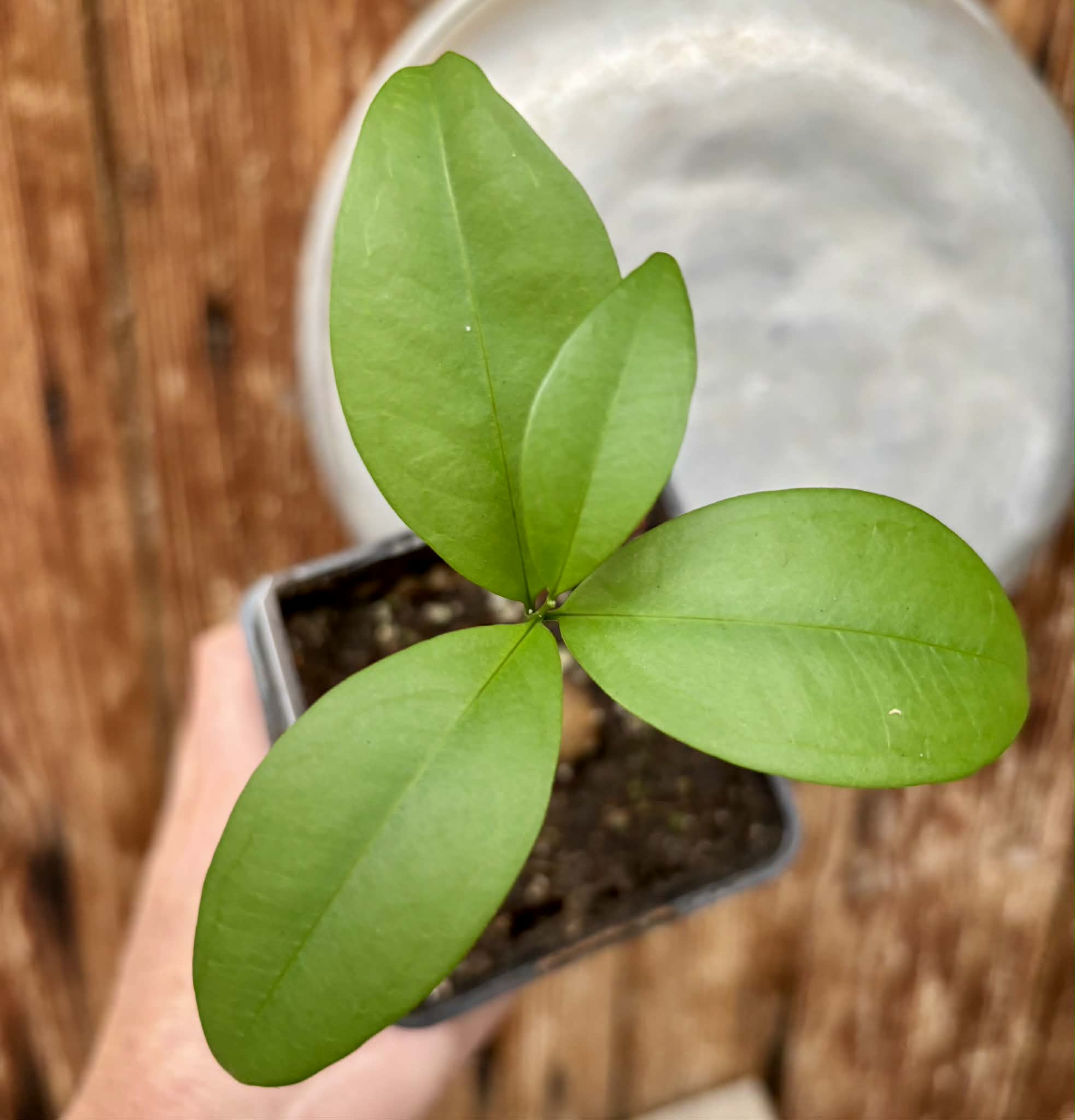Eugenia sp Itayuba - 1 potted plant / 1 getopfte Pflanze