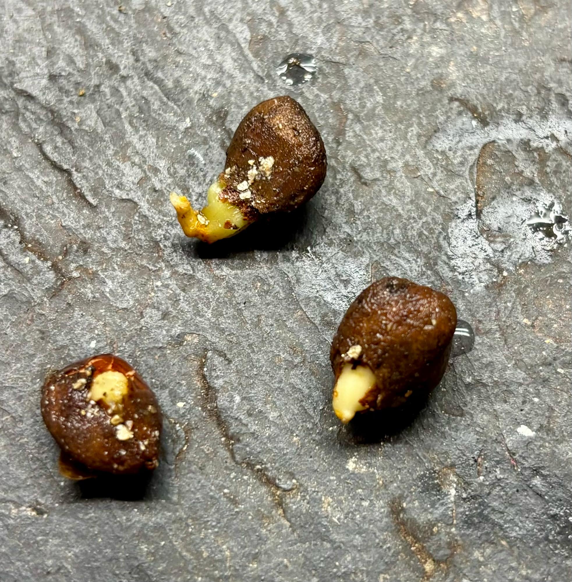 Nam-Chuo-Um-Bo-Luo (Artocarpus nanchuanensis)  -  1 germinated seed / 1 gekeimter Samen