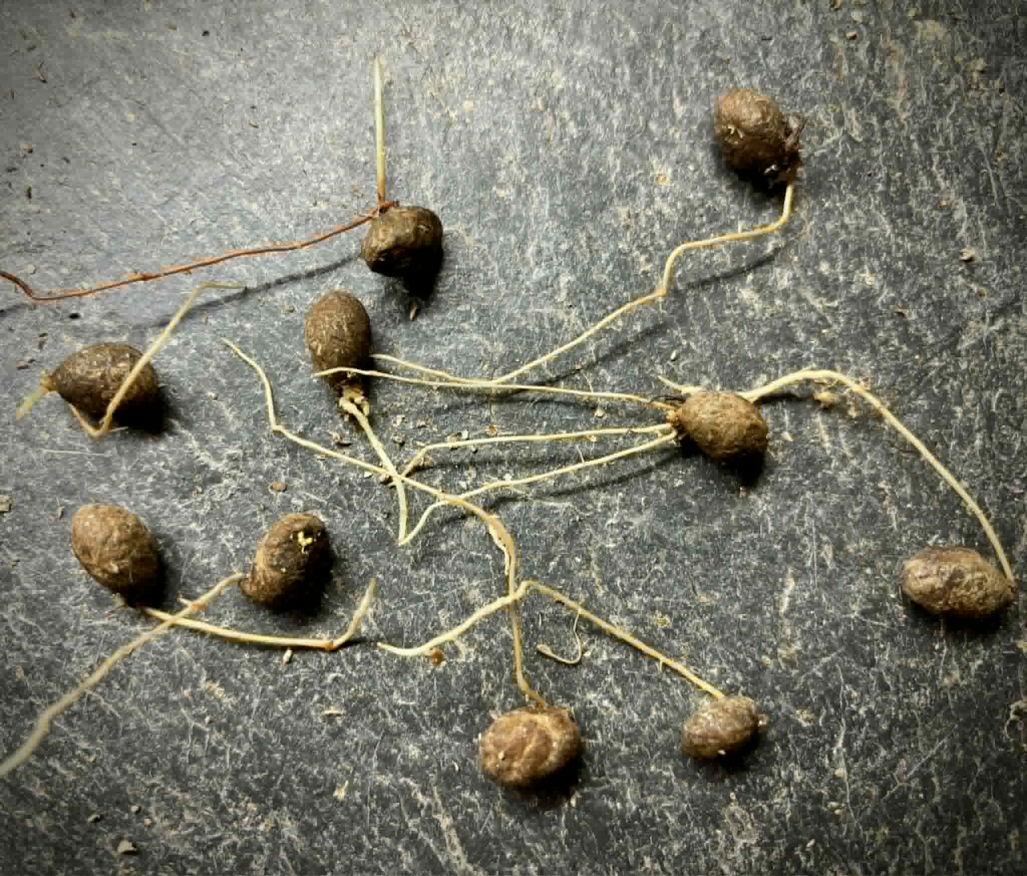 last 10 seeds - Rainforest Plum (Eugenia candolleana) - 1 germinated seed / 1 gekeimter Samen