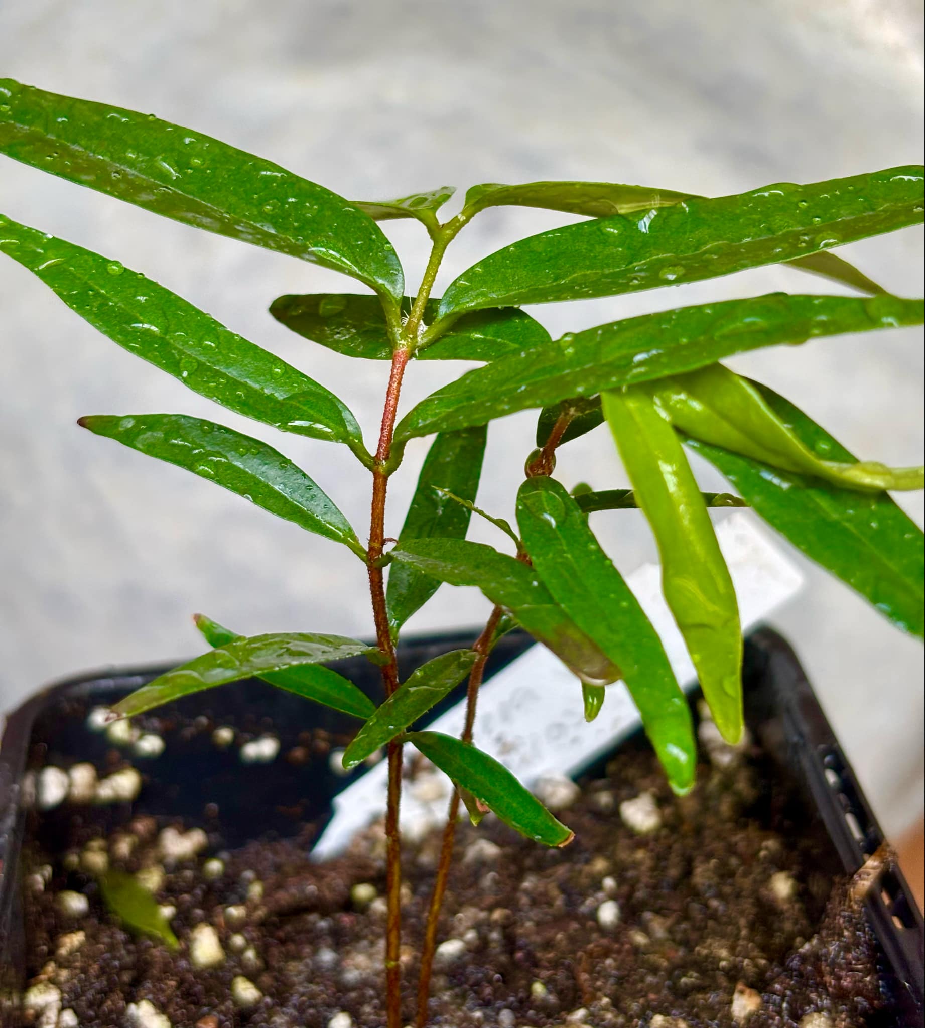 Marliera sp Cheirosa -  1 potted plant / 1 getopfte Pflanze