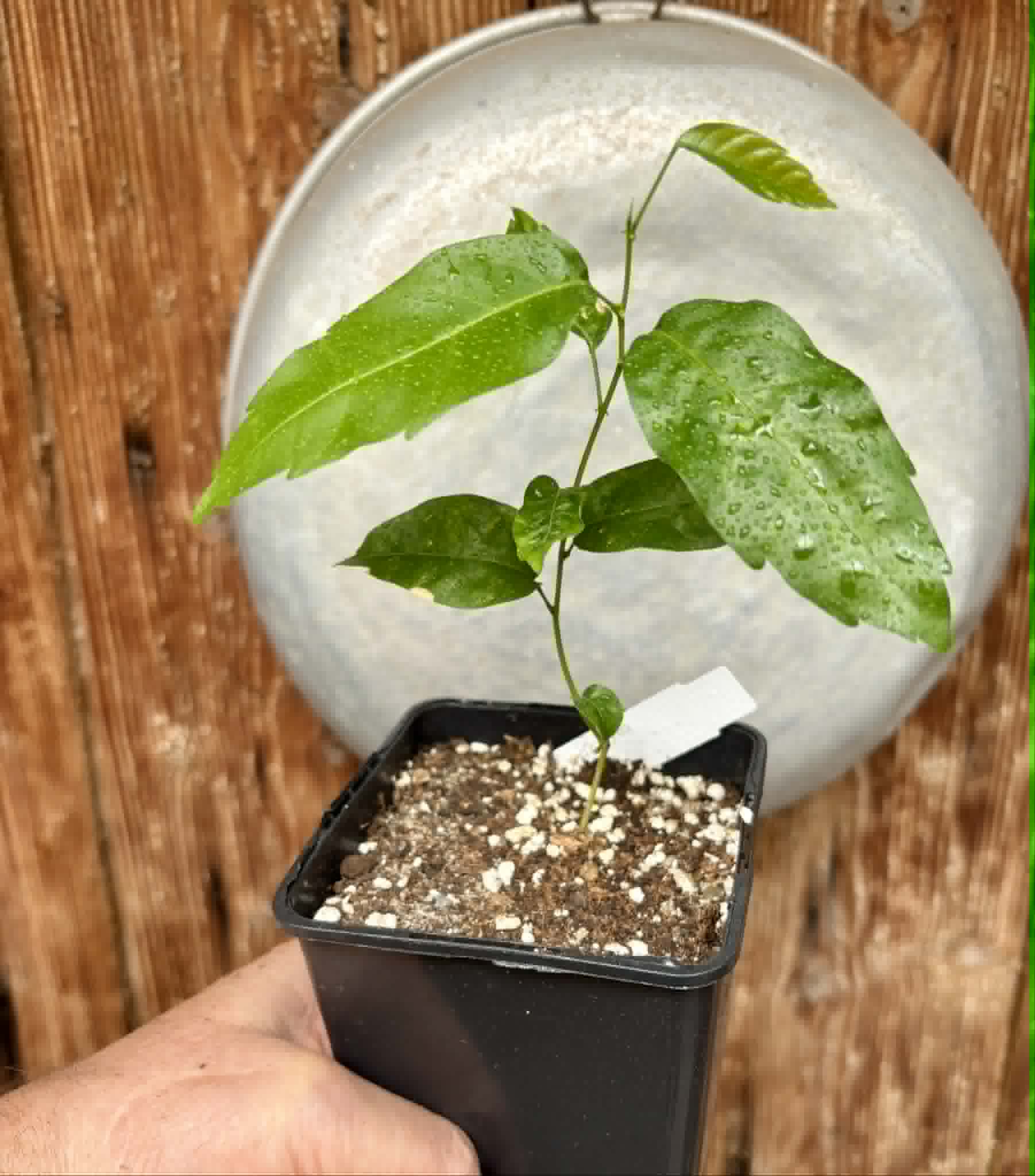 Guaraná (Paullinia cupana) - 1 potted seedling / 1 getopfter Sämling