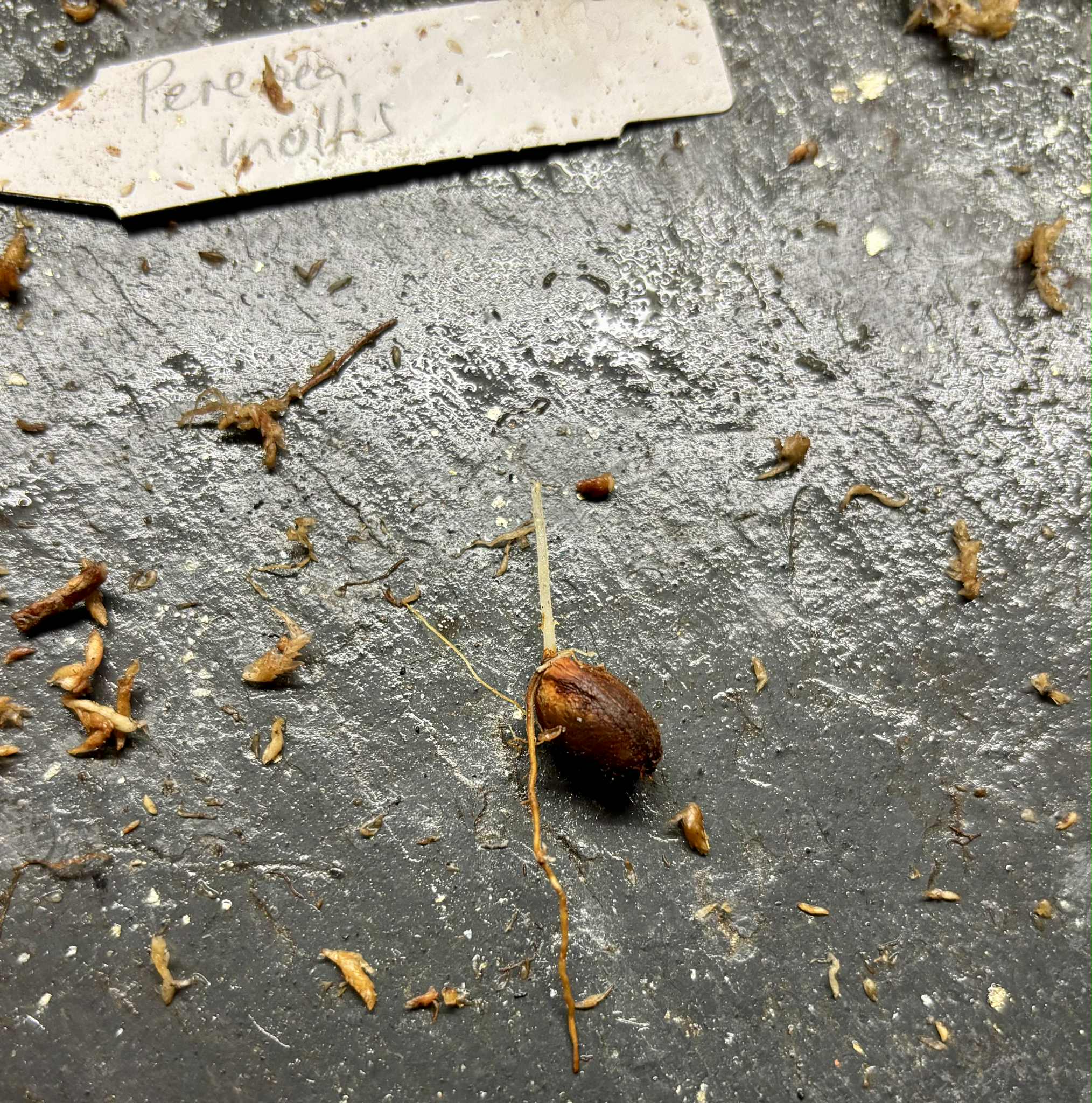 Mão do Cachorro (Perebea mollis) - 1 germinated seed / 1 gekeimter Samen Mão do Cachorro (Perebea mollis) - 1 germinated seed / 1 gekeimter Samen