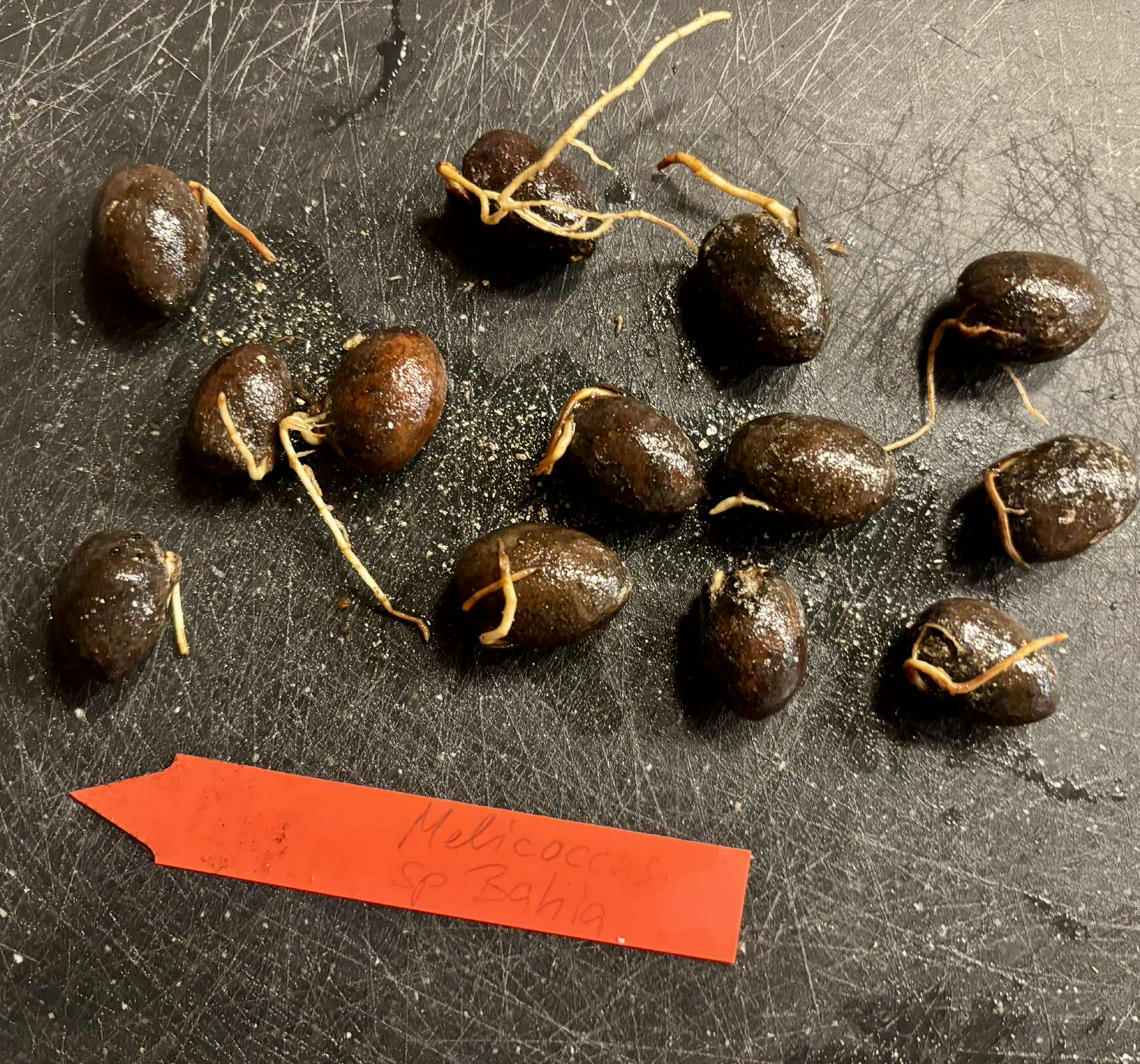 Melicoccus sp Bahia - 1 germinated seed / 1 gekeimter Samen
