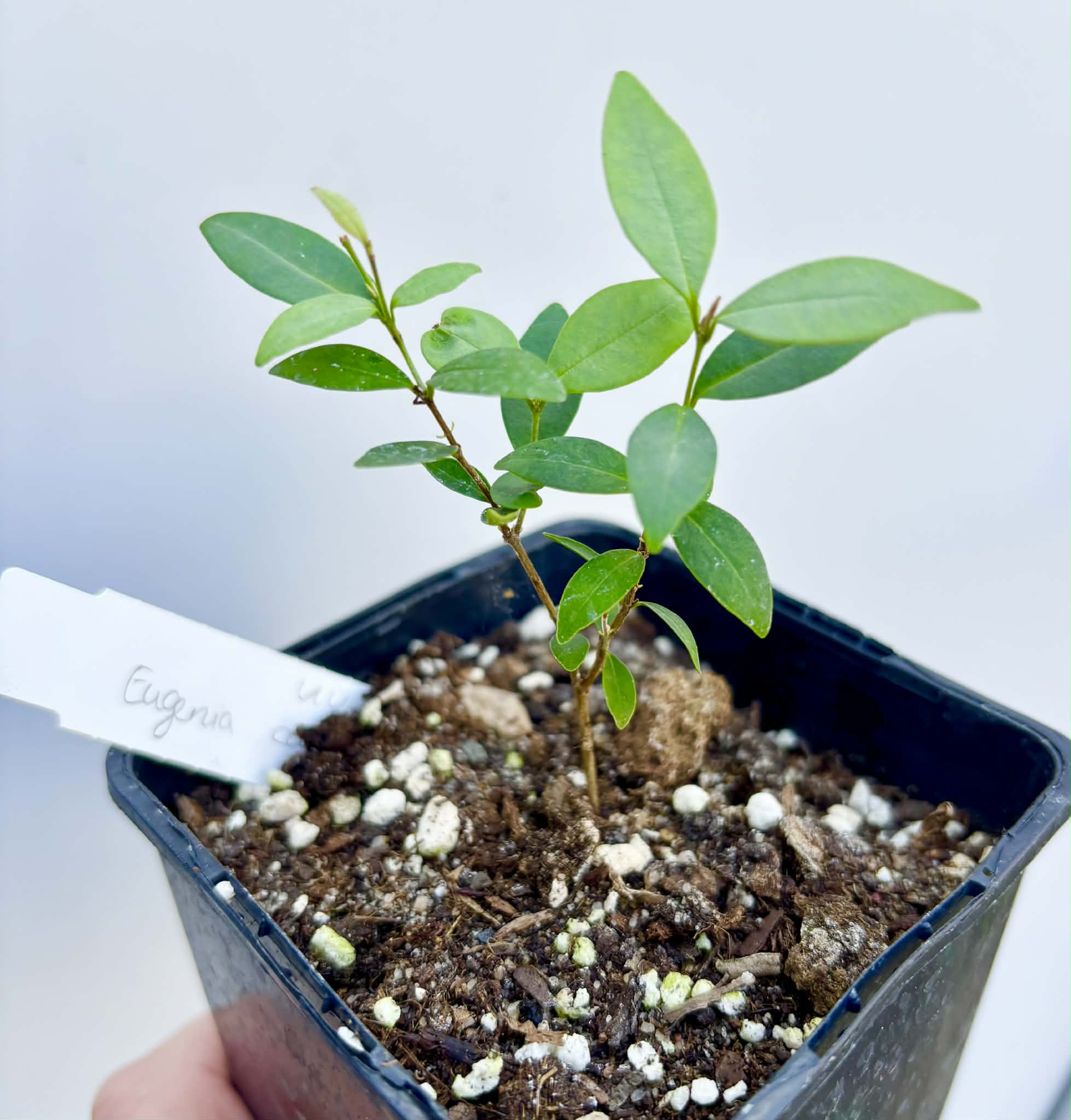 Eugenia sp Uvitas -  1 potted seedling / 1 getopfter Sämling