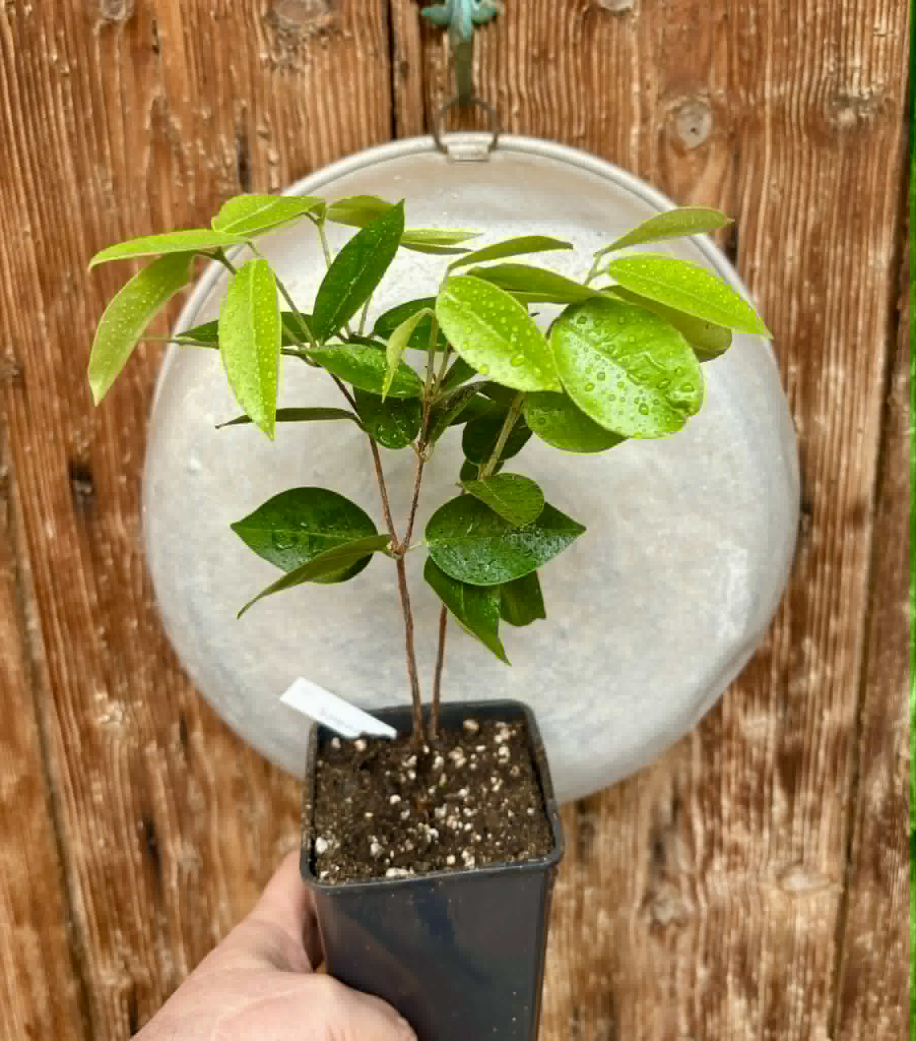 Cambuca (Plinia edulis) - 1 potted seedling / 1 getopfter Sämling