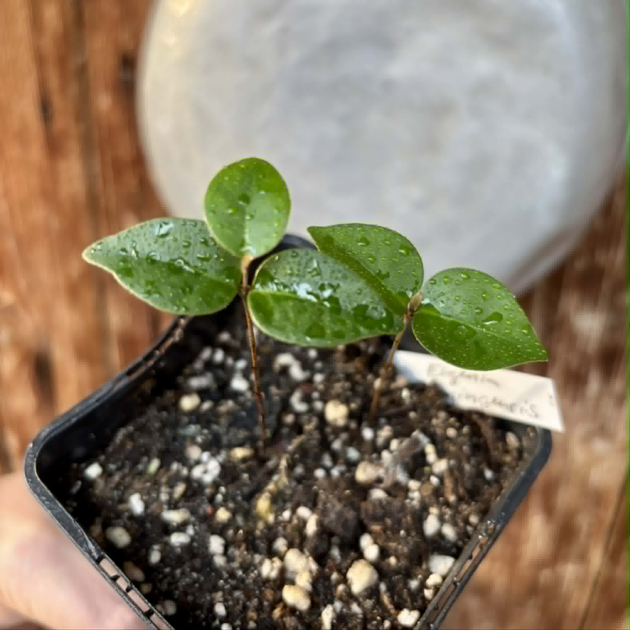 2 in 1 pot - Eugenia flamingensis - 2 potted seedlings in one pot / 2 getopfte Sämlinge in einem Topf