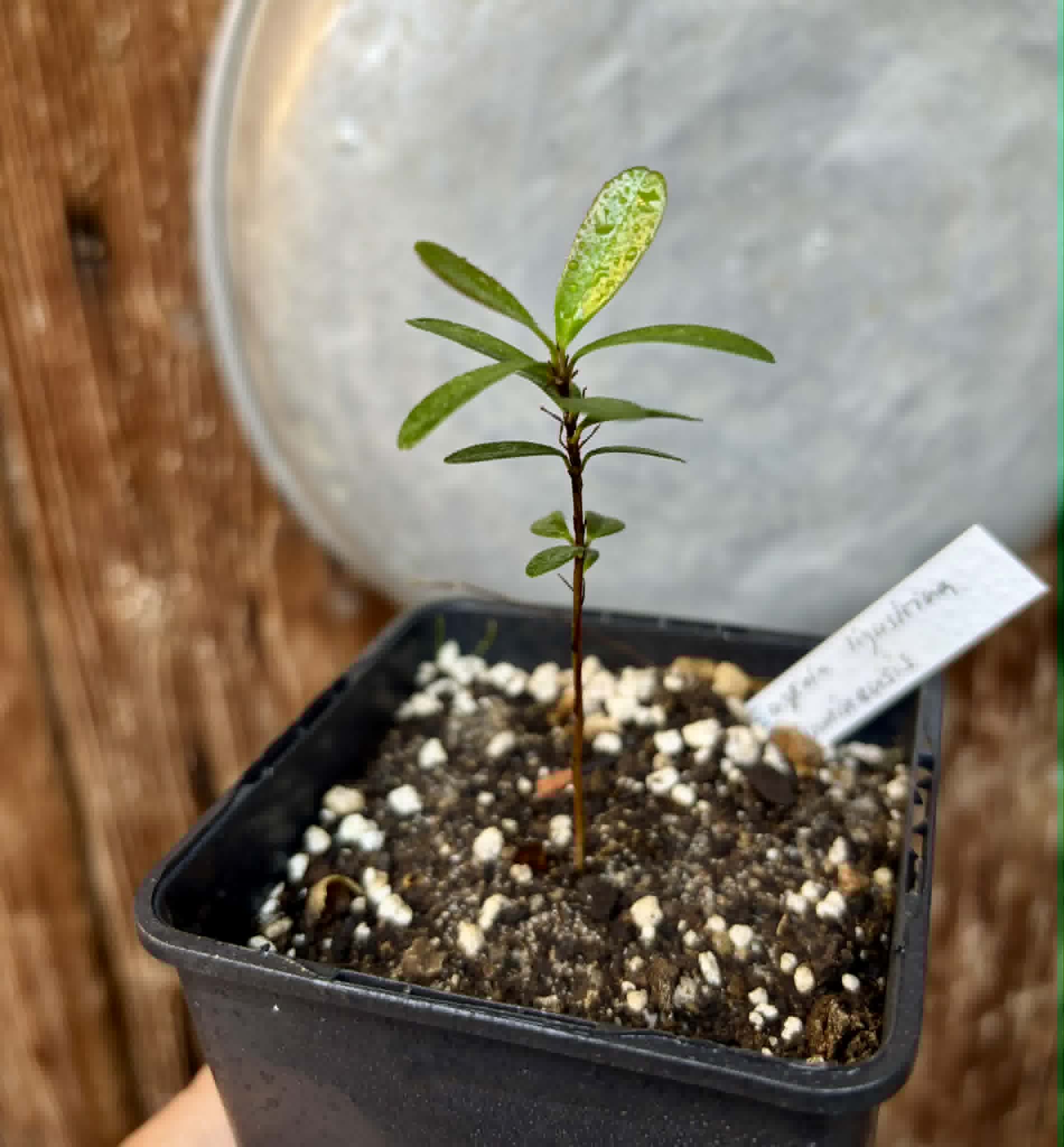 Eugenia ligustrina var. fluminensis - 1 potted seedling / 1 getopfter Sämling