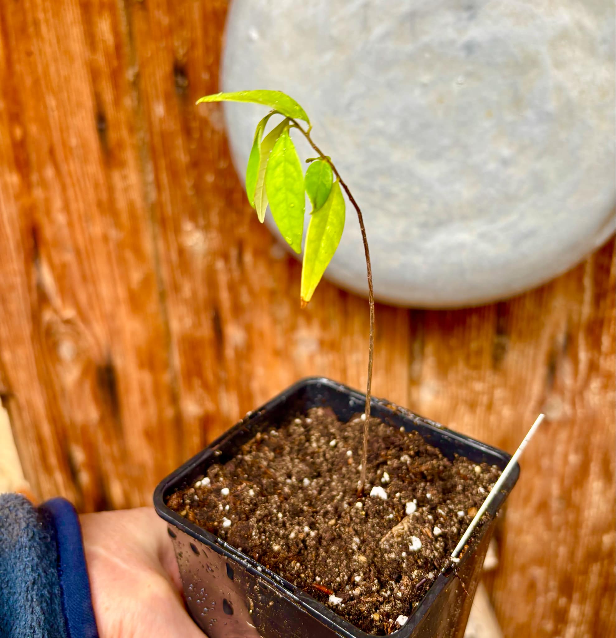 Annona densicoma  - 1 potted plant / 1 getopfte Pflanze