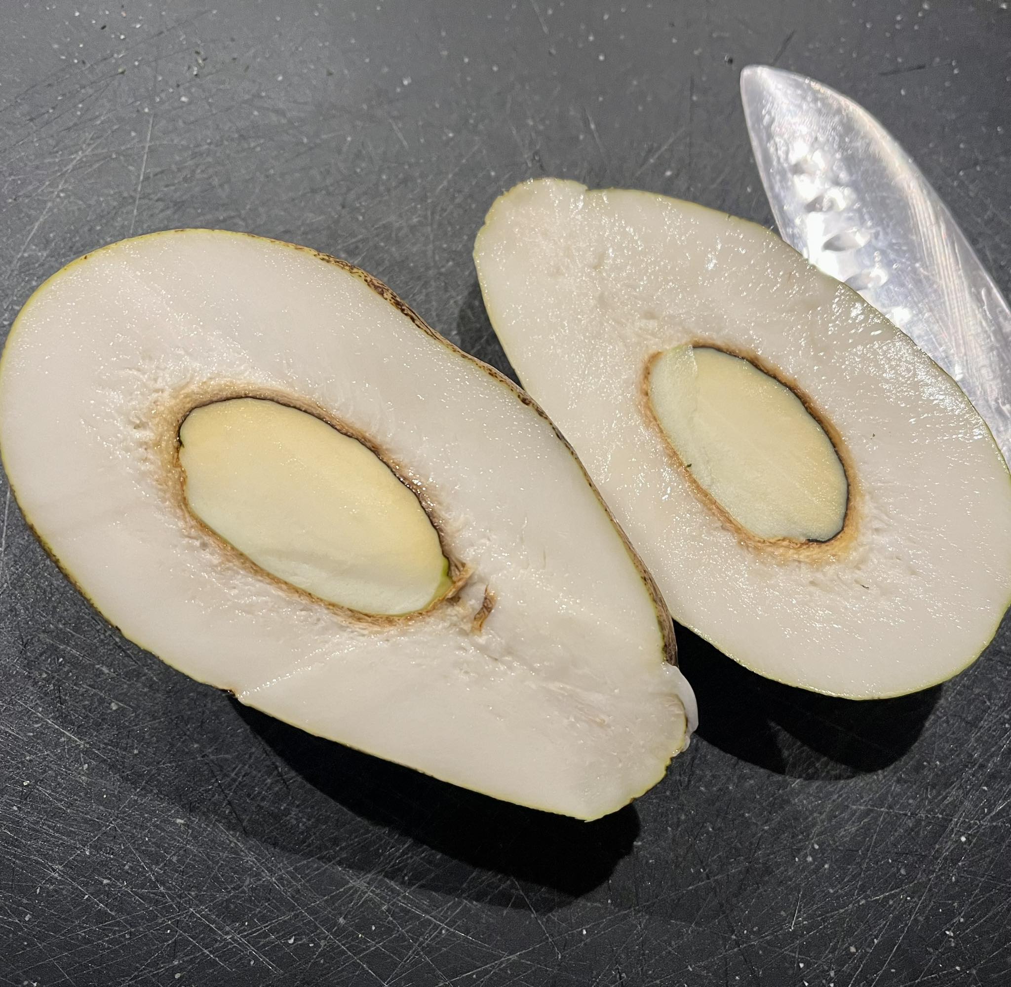 Mangifera caesia - White Mango  -  1 fresh seed / 1 frischer Samen