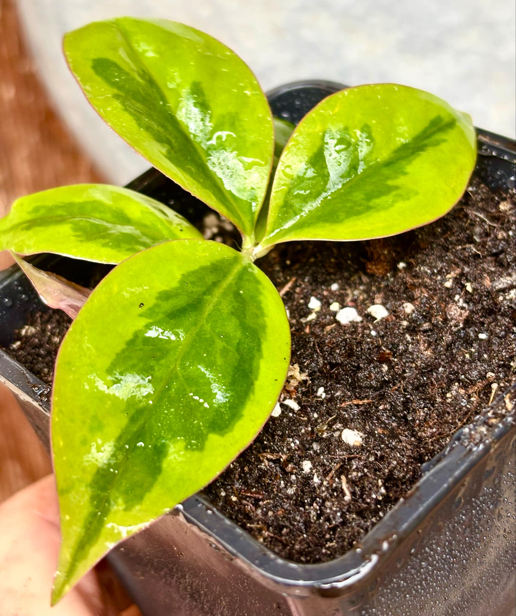 Variegated Barbados Gooseberry - (Pereskia aculeata) - 1 potted plant / 1 getopfte Pflanze