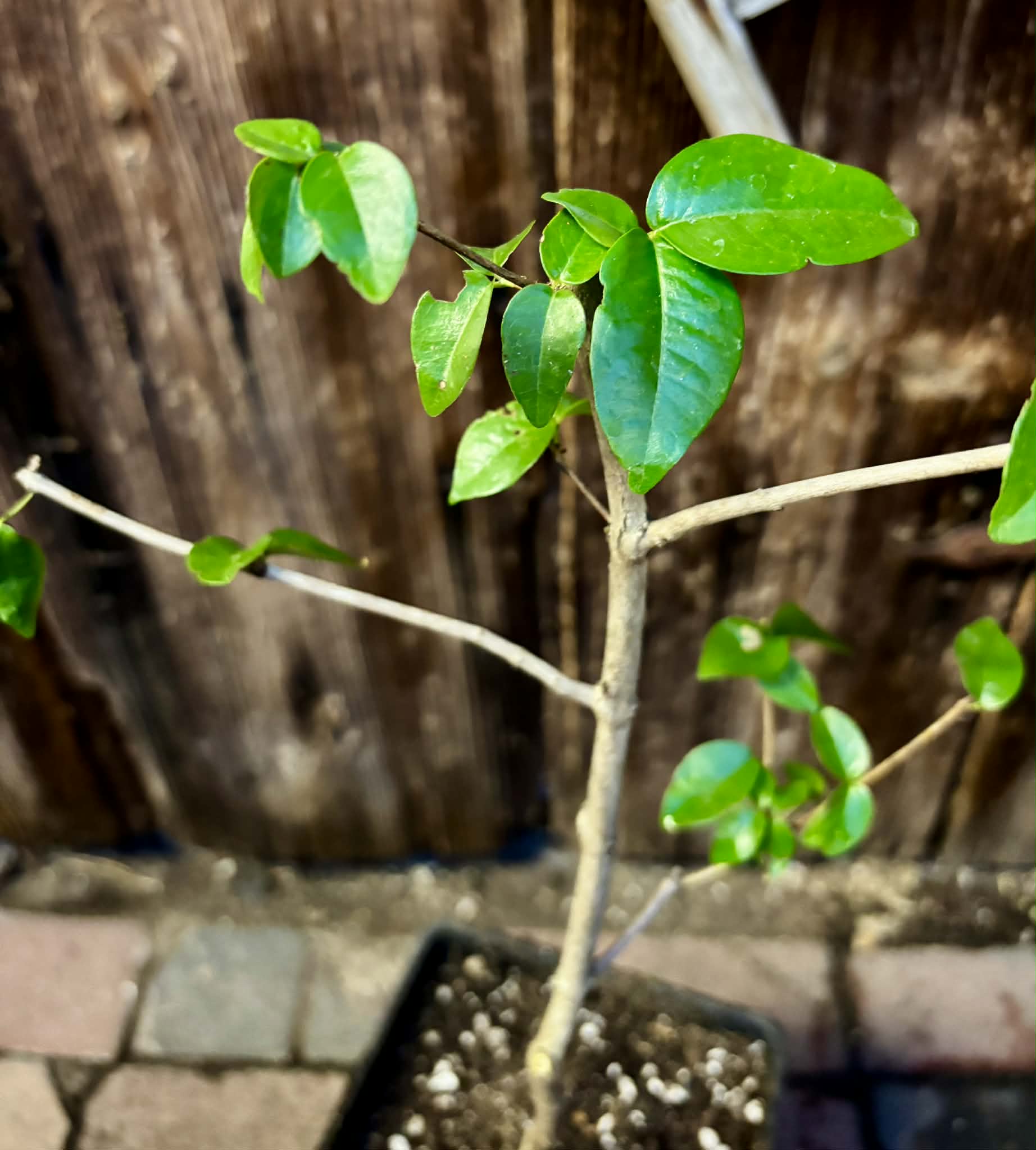 Eugenia uniflora var. Colombia - 1 potted plant / 1 getopfte Pflanze