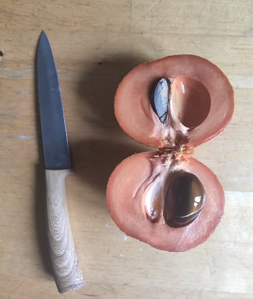 Green Sapote (Pouteria viridis) - 1 fresh seed / 1 frischer Samen
