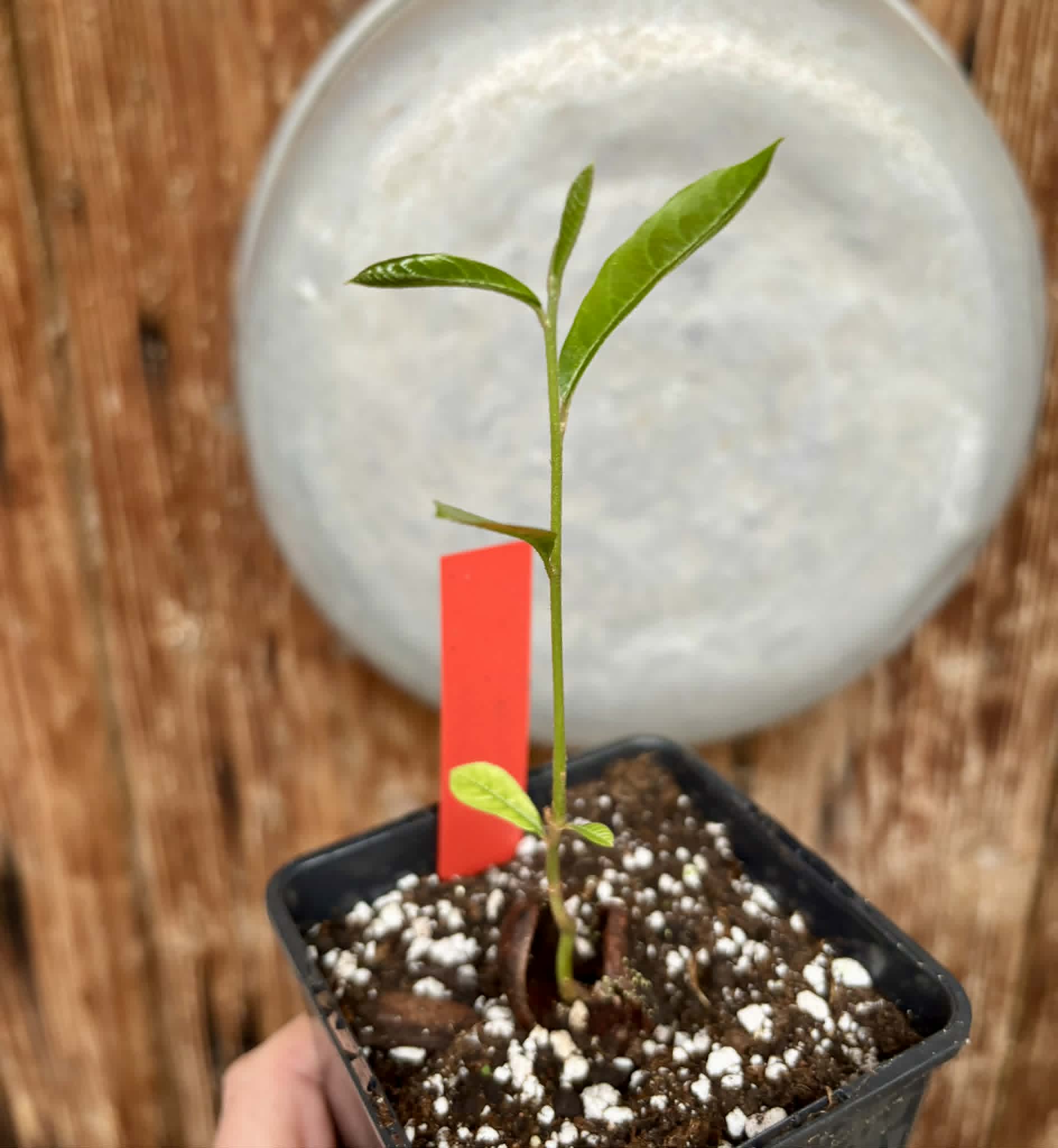 Pradosia sp Rondonia - 1 potted seedling / 1 getopfter Sämling