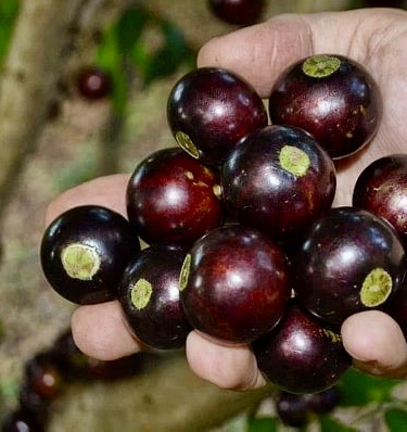 10 years old - Jaboticaba Val Paraiso (Plinia coronata var. Val Paraiso) - 1 potted plant / 1 getopfte Pflanze 
