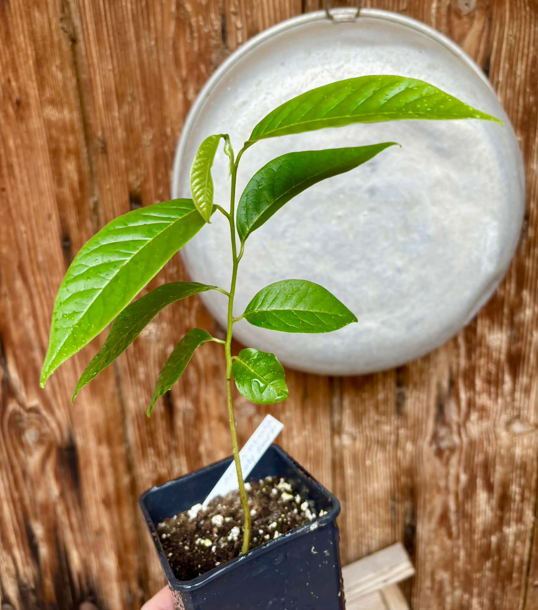 Annona reticulata var Ruby Heart- 1 potted seedling / 1 getopfter Sämling