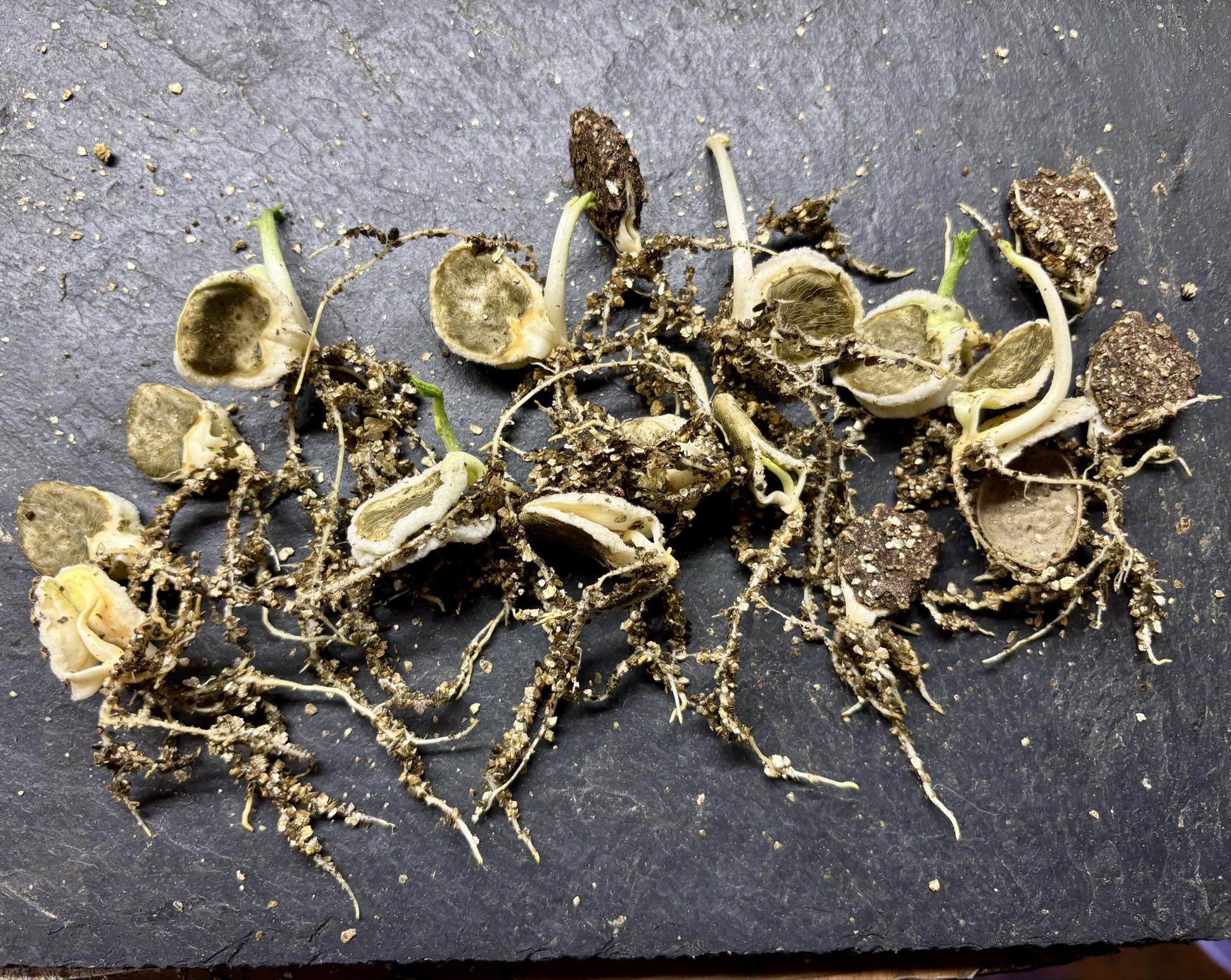 GAC Fruit (Momordica cochinchinensis) - 3 germinated seeds / 3 gekeimte Samen