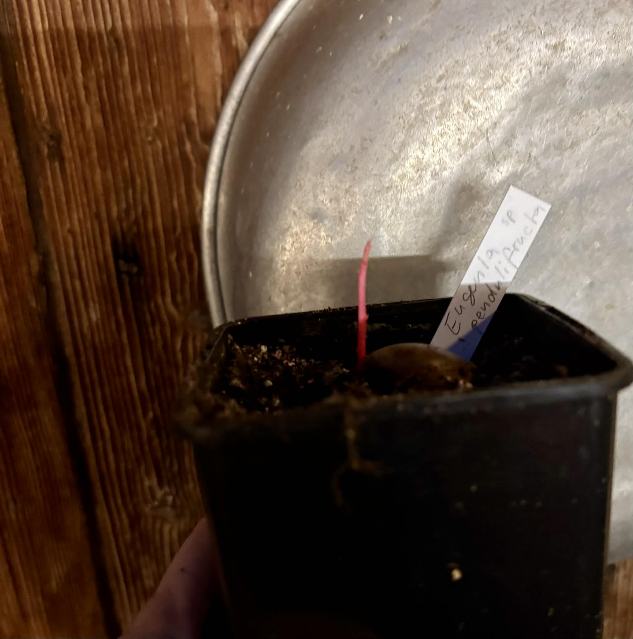 Eugenia sp Pendulifructa - 1 potted seedling / 1 getopfter Sämling