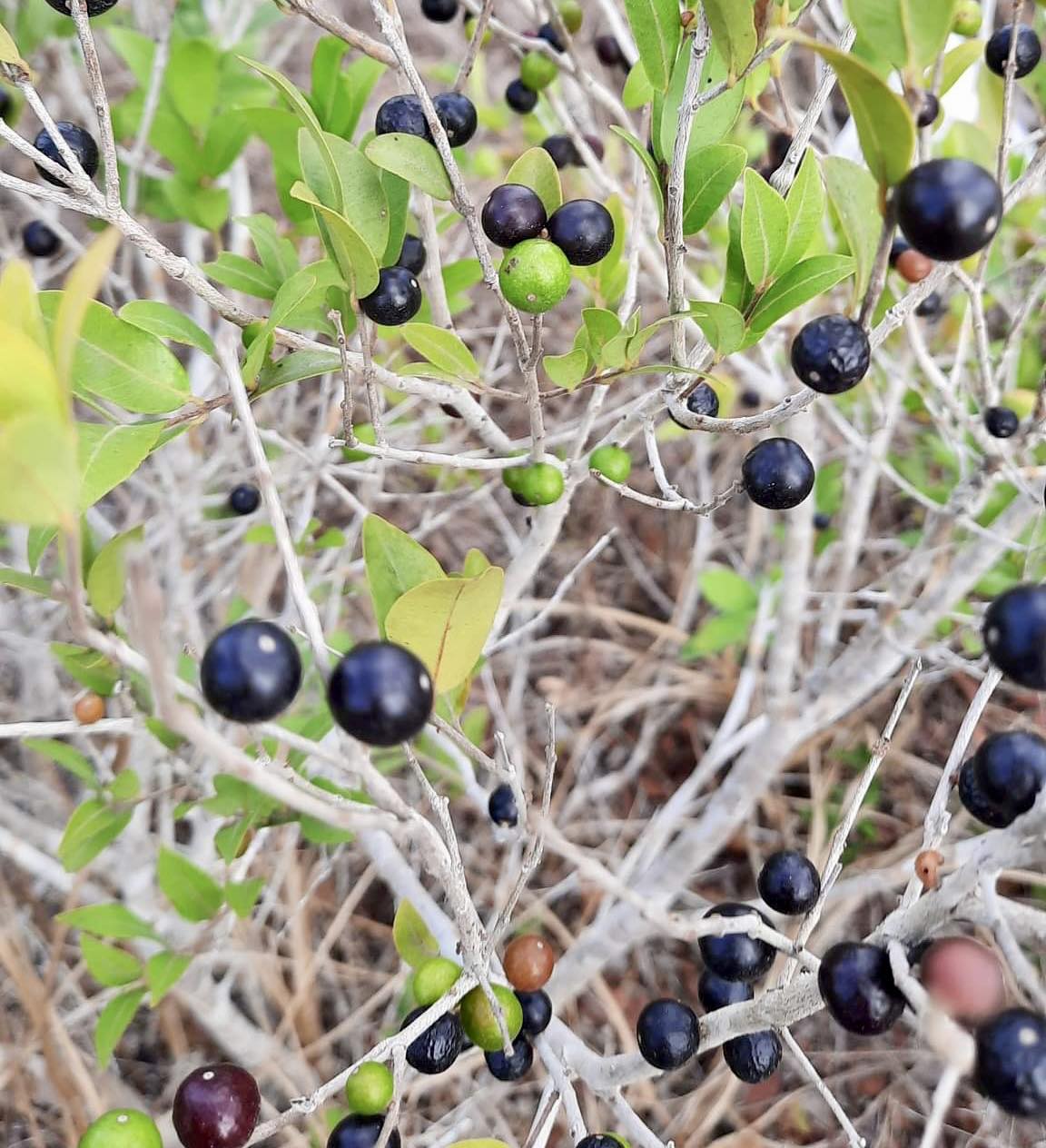 Myrciaria cuspidata BLACK - 1 germinatet seed  / 1 gekeimter Samen