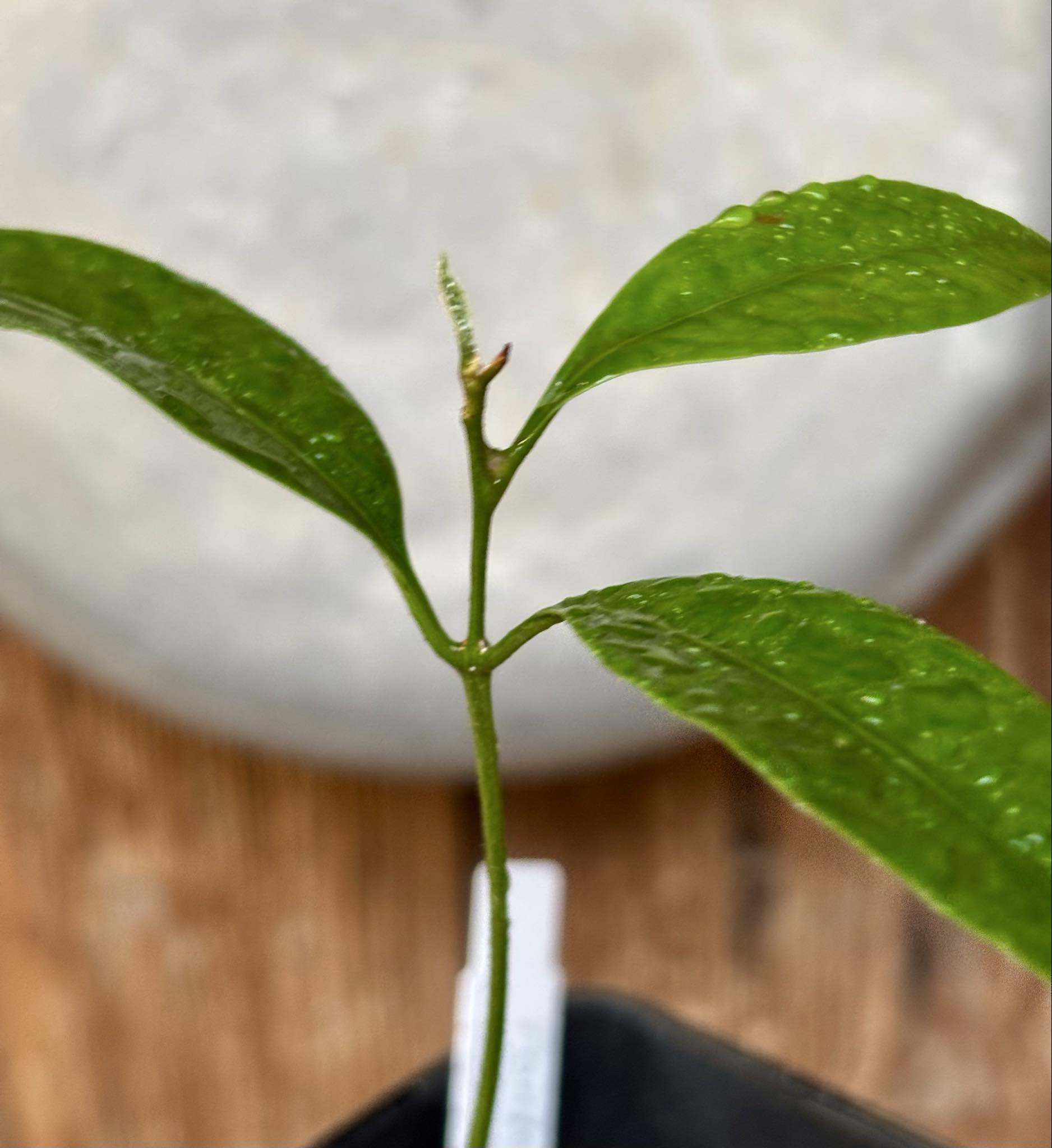 Pouteria aff egregia  -  1 potted seedling / 1 getopfter Sämling