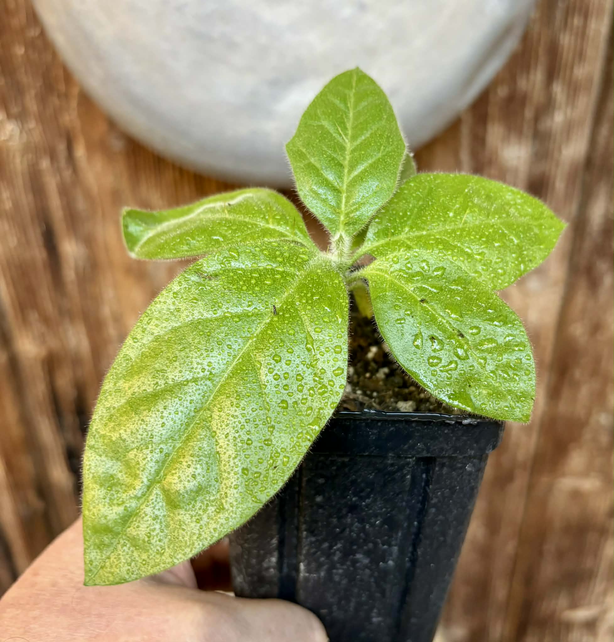 Solanum rumpincola - 1 small potted seedling / 1 kleiner, getopfter Sämling