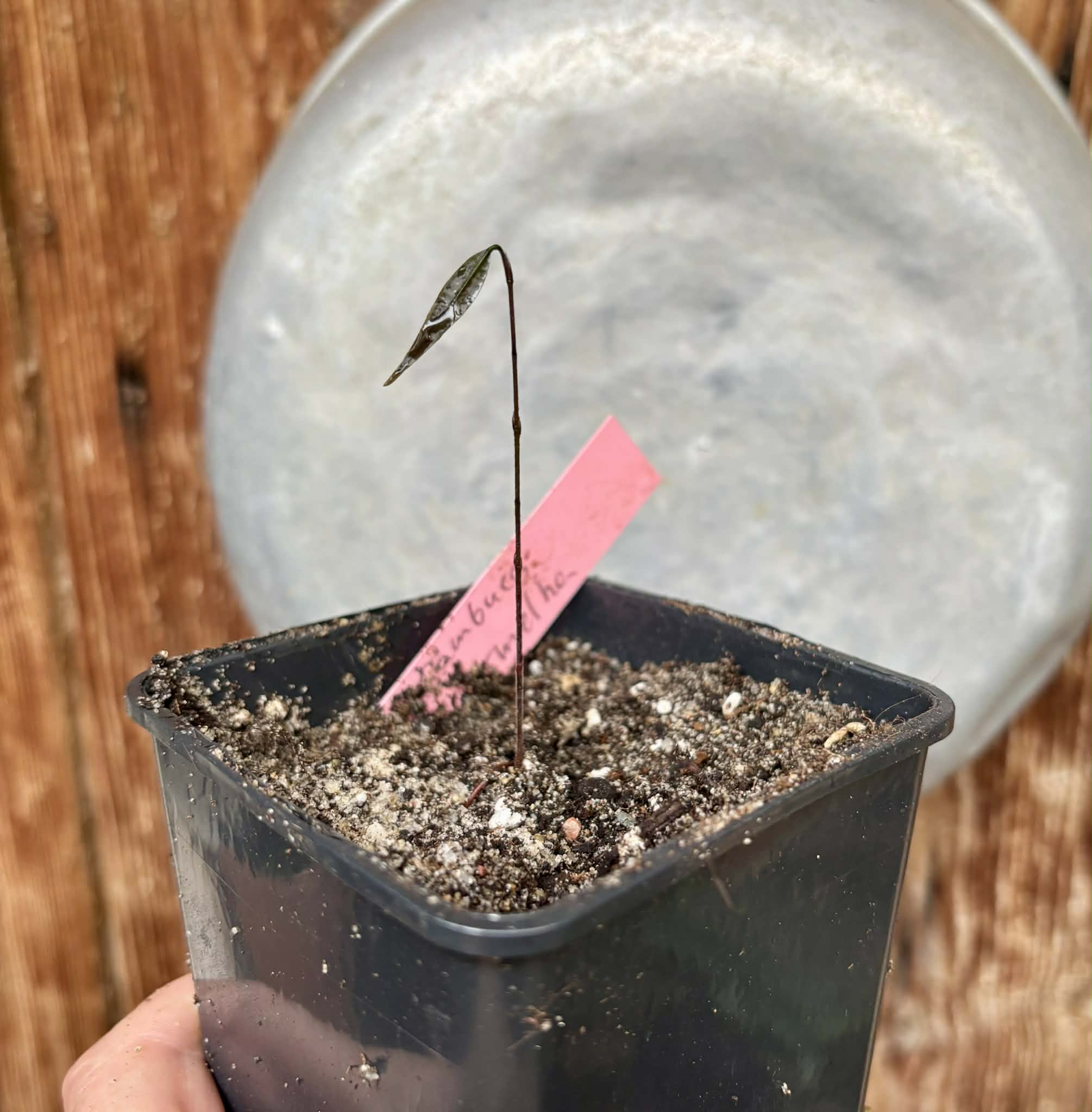 Plinia sp Cambuca vermelha -  1 potted seedling / 1 getopfter Sämling