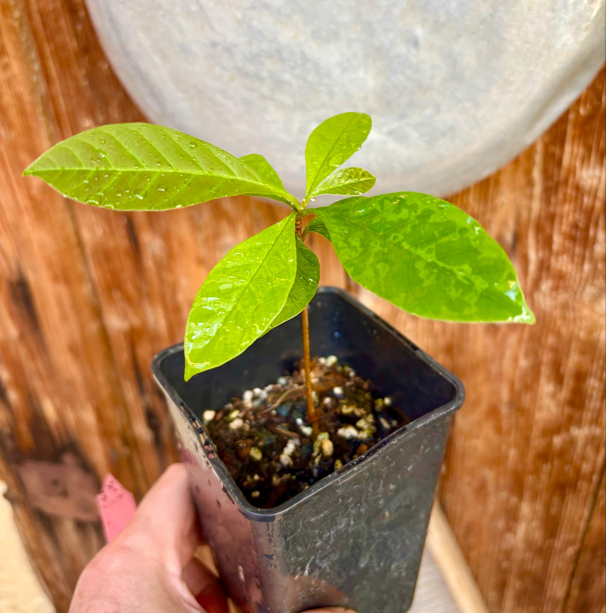 Marmixa (Pradosia lactescens) - 1 potted plant / 1 getopfte Pflanze