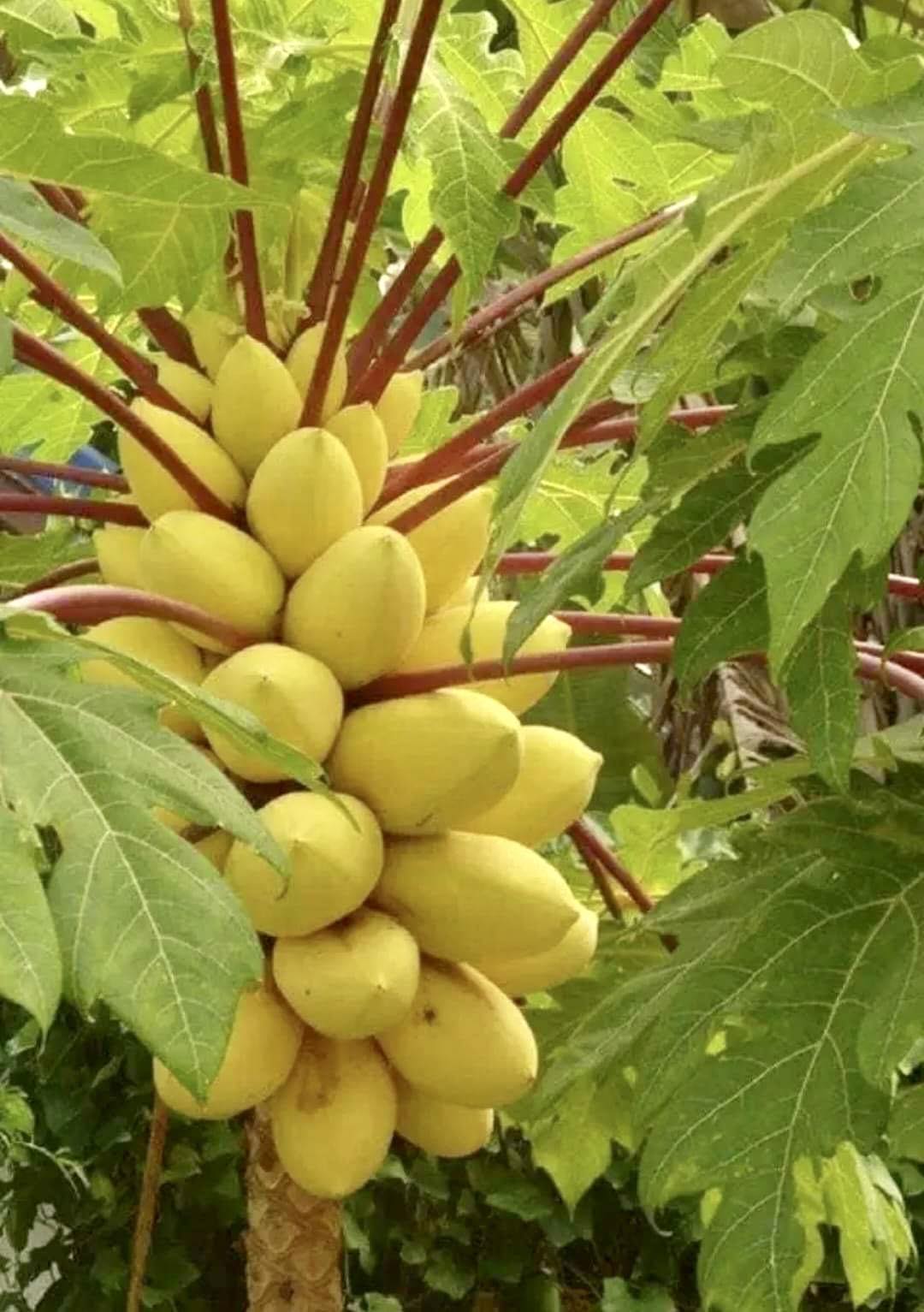 Yellow Krabi Papaya (Carica papaya) - 1 fresh potted seedling / 1 frisch getopfter Sämling