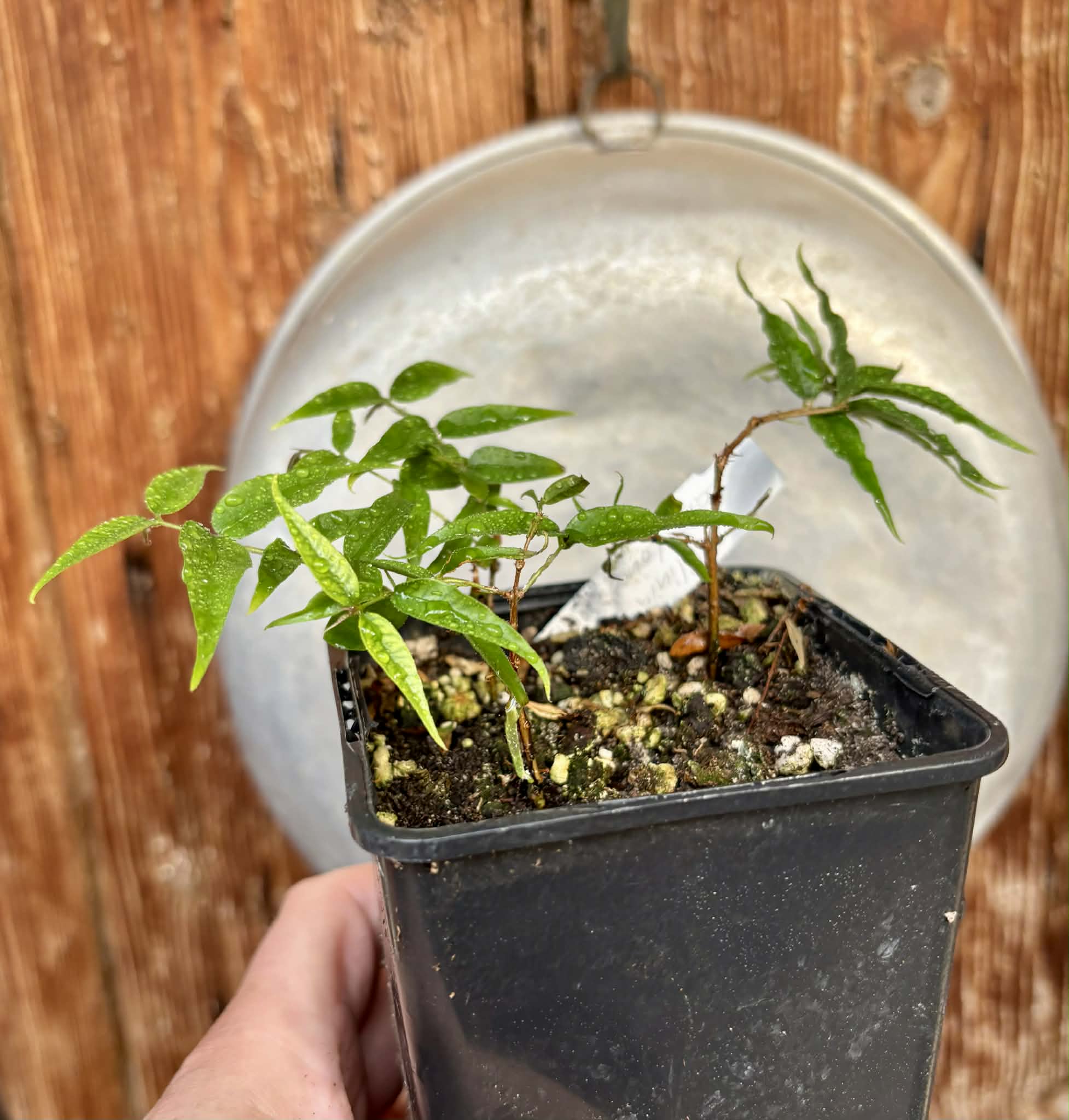 3 in 1 pot - Plinia sp Cabo longo Sao Joao -  3 seedlings in one pot / 3 Sämlinge in einem Topf