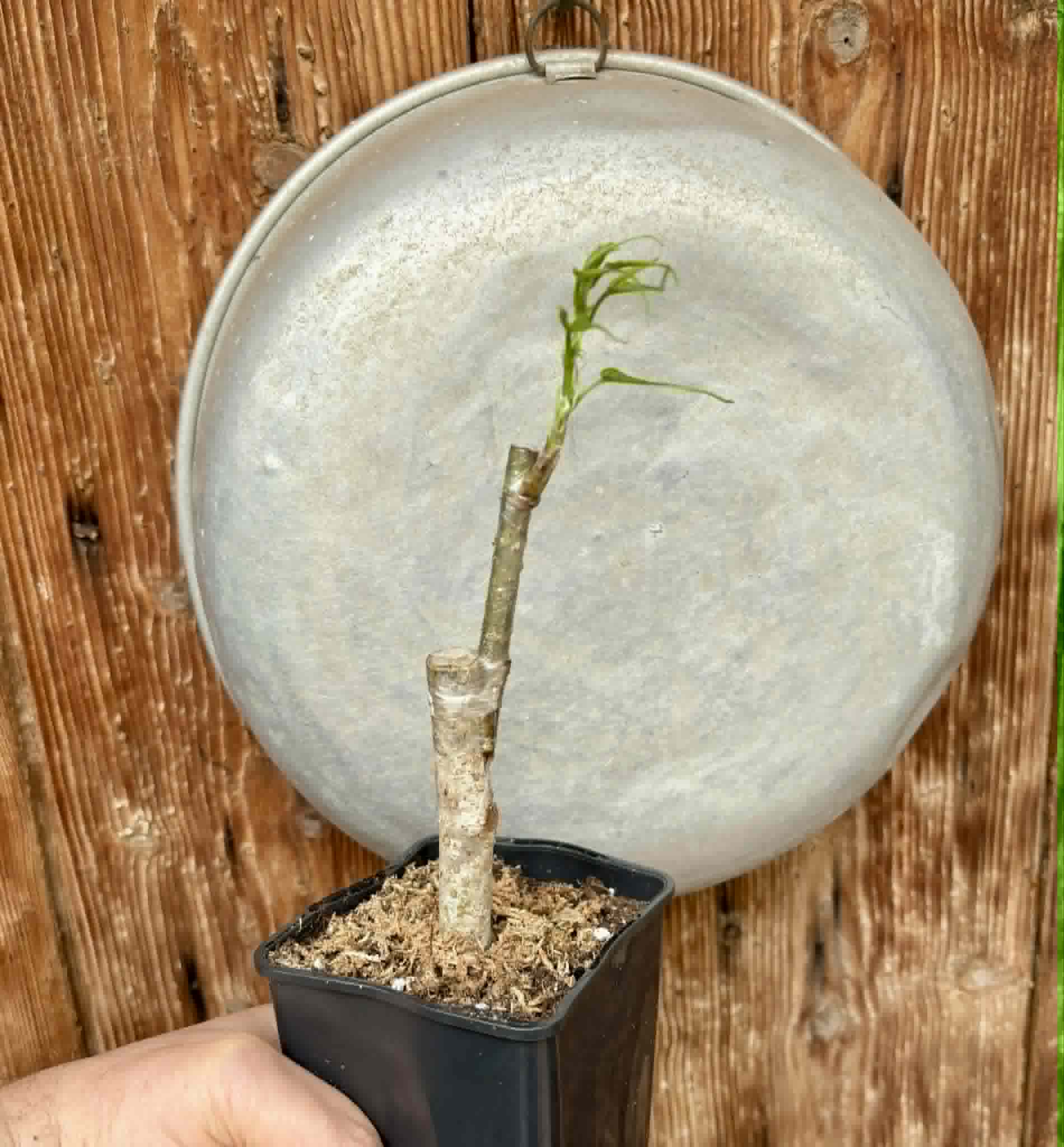 For Self-Rooting - Chicken Claw (Morus trilobata) - 1 grafted, potted plant / 1 veredelte, getopfte Pflanze