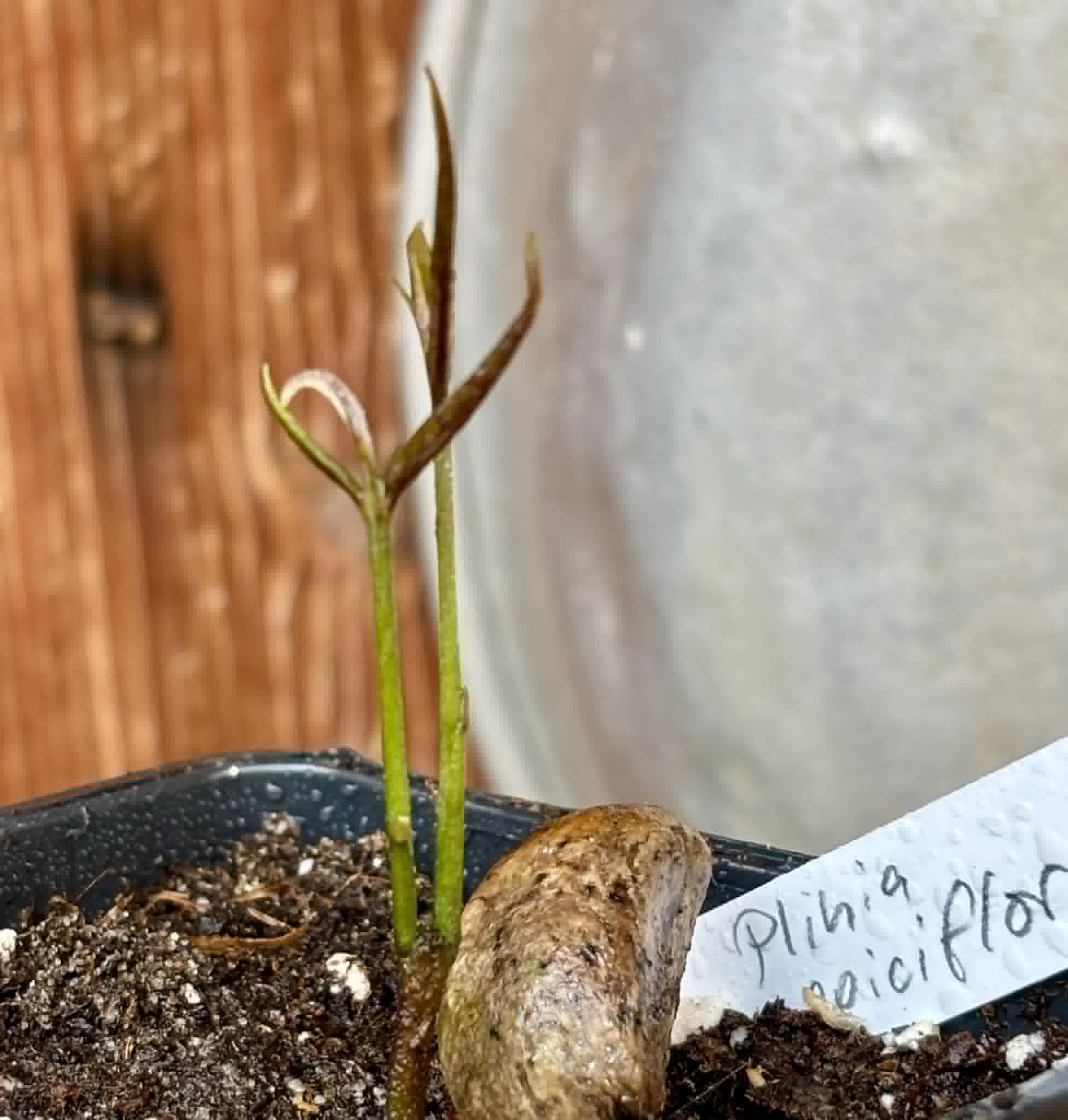 Plinia spiciflora -  1 potted seedling / 1 getopfter Sämling
