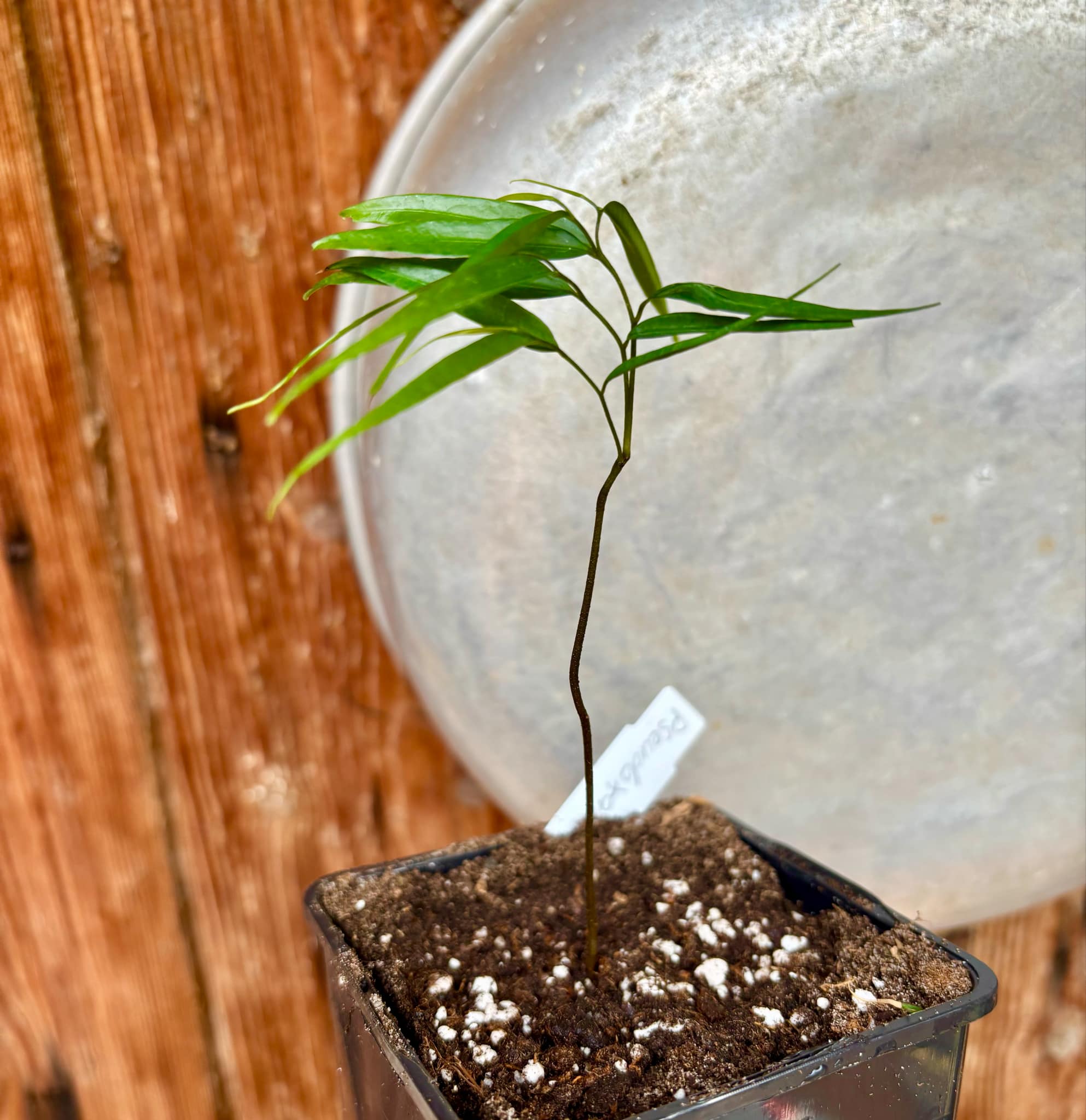 Pseudoxandra bahiensis - 1 small potted plant / 1 kleine getopfte Pflanze