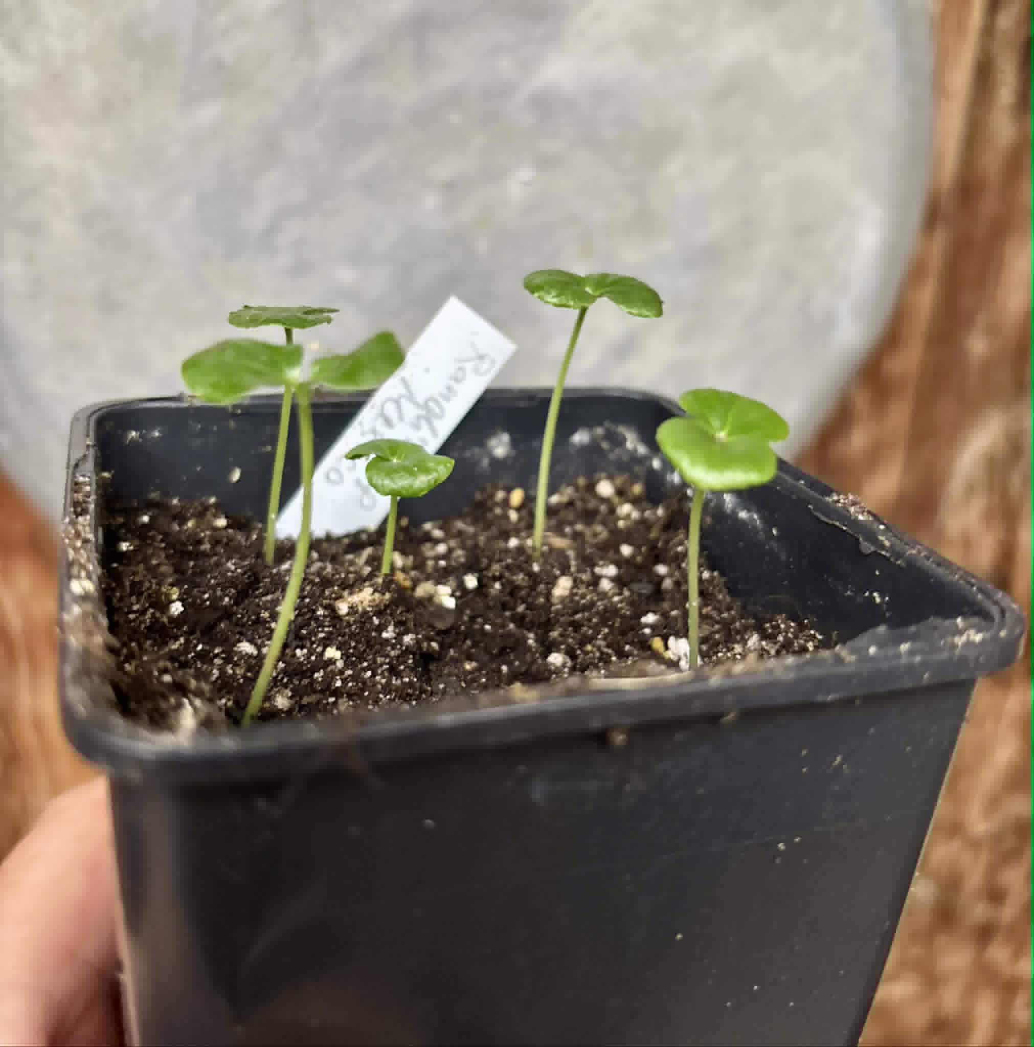 5 in 1 pot - Randia sp Mexico  - 5 seedlings in one pot / 5 Sämlinge in einem Topf