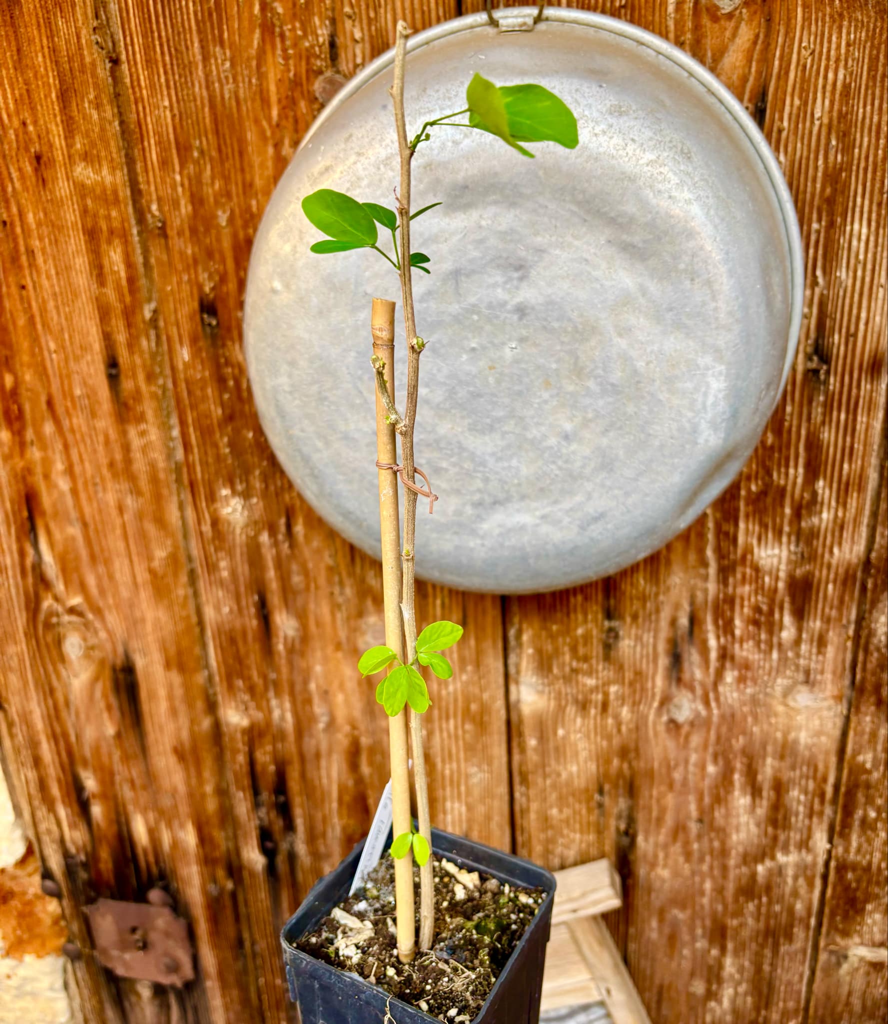 Manila Tamarind (Pithecellobium dulce) - 1 potted plant / 1 getopfte Pflanze