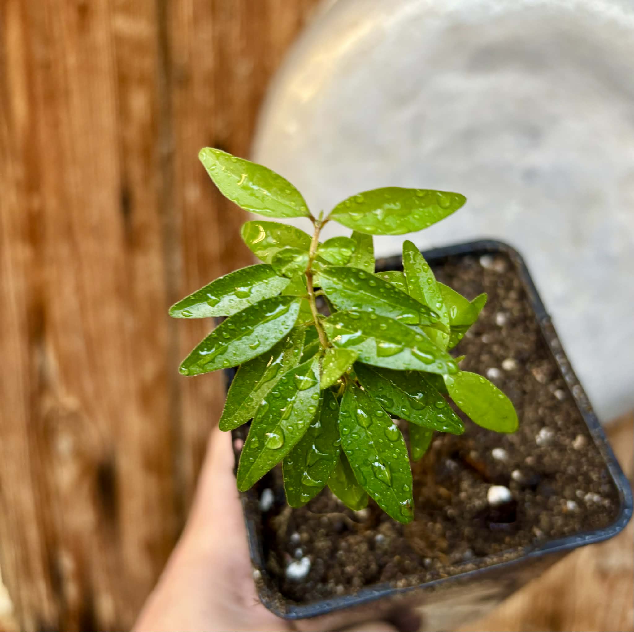 Myrciaria tenella laranja  - 1 potted plant / 1 getopfte Pflanze