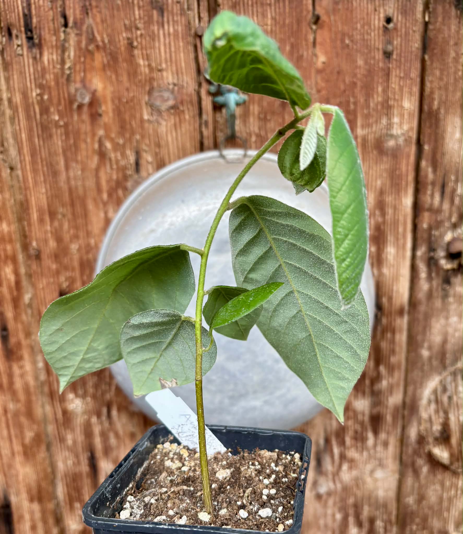 Annona sylvatica - 1 potted plant / 1 getopfte Pflanze