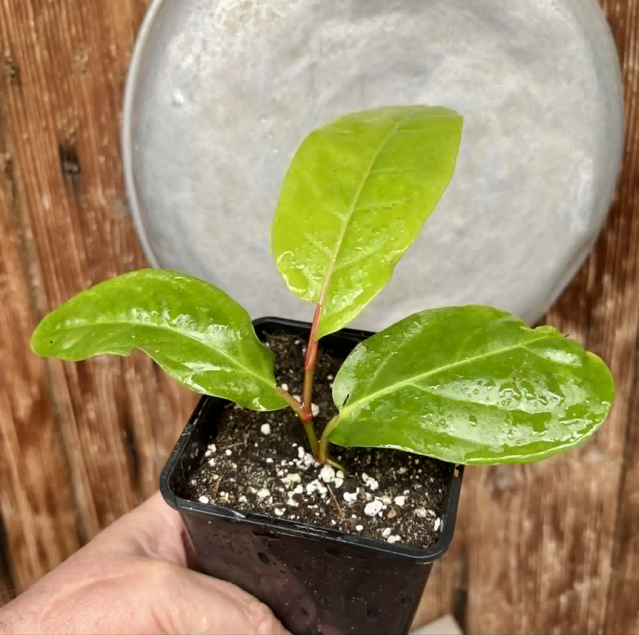 rooted cutting - Long Pepper  (Piper longum) - 1 potted plant / 1 getopfte Pflanze
