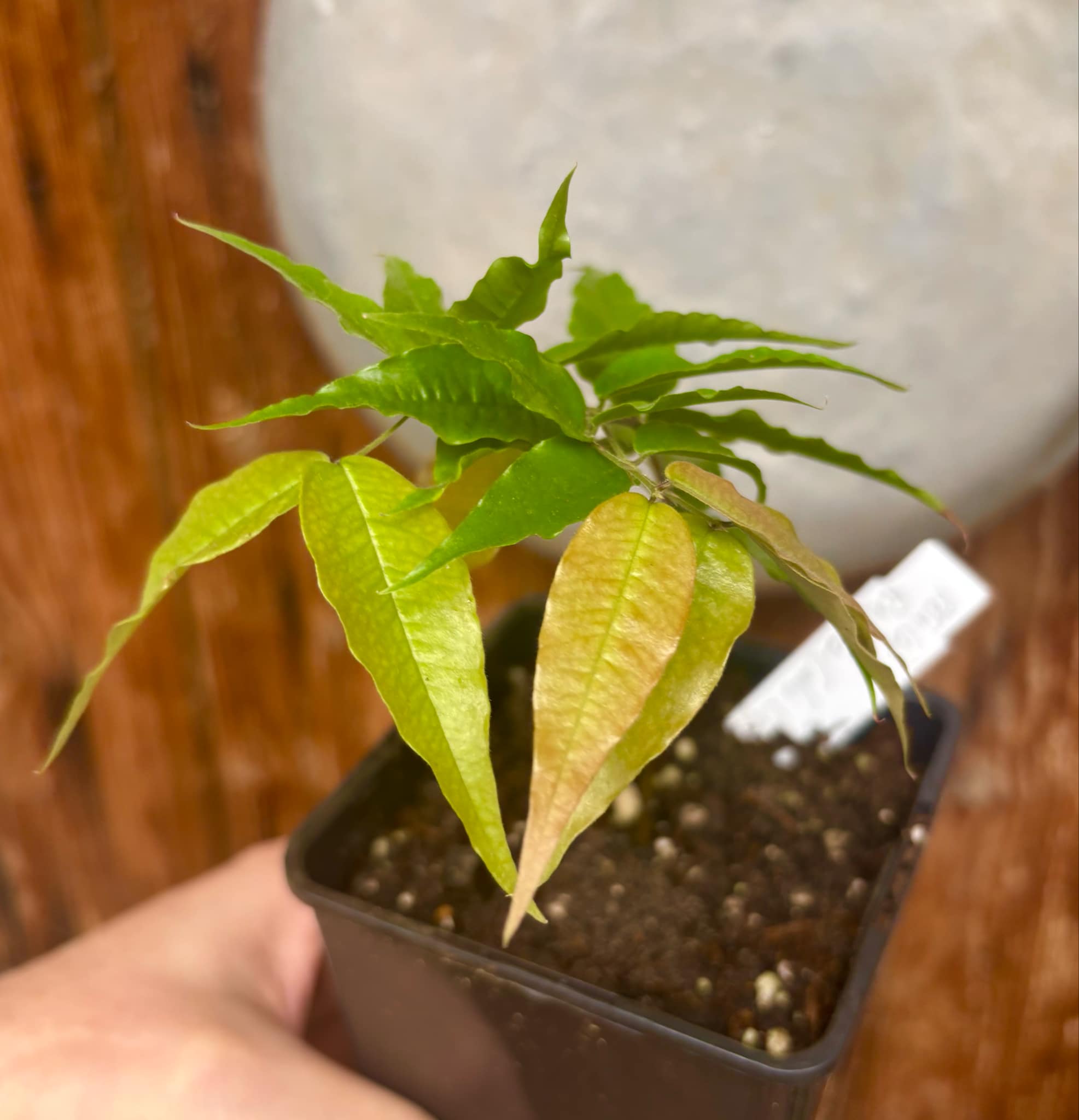 Jaboticaba - Plinia sp Rajada Cabo longo verde - 1 small potted seedling / 1 kleiner, getopfter Sämling Jaboticaba - Plinia sp Rajada Cabo longo verde - 1 small potted seedling / 1 kleiner, getopfter Sämling