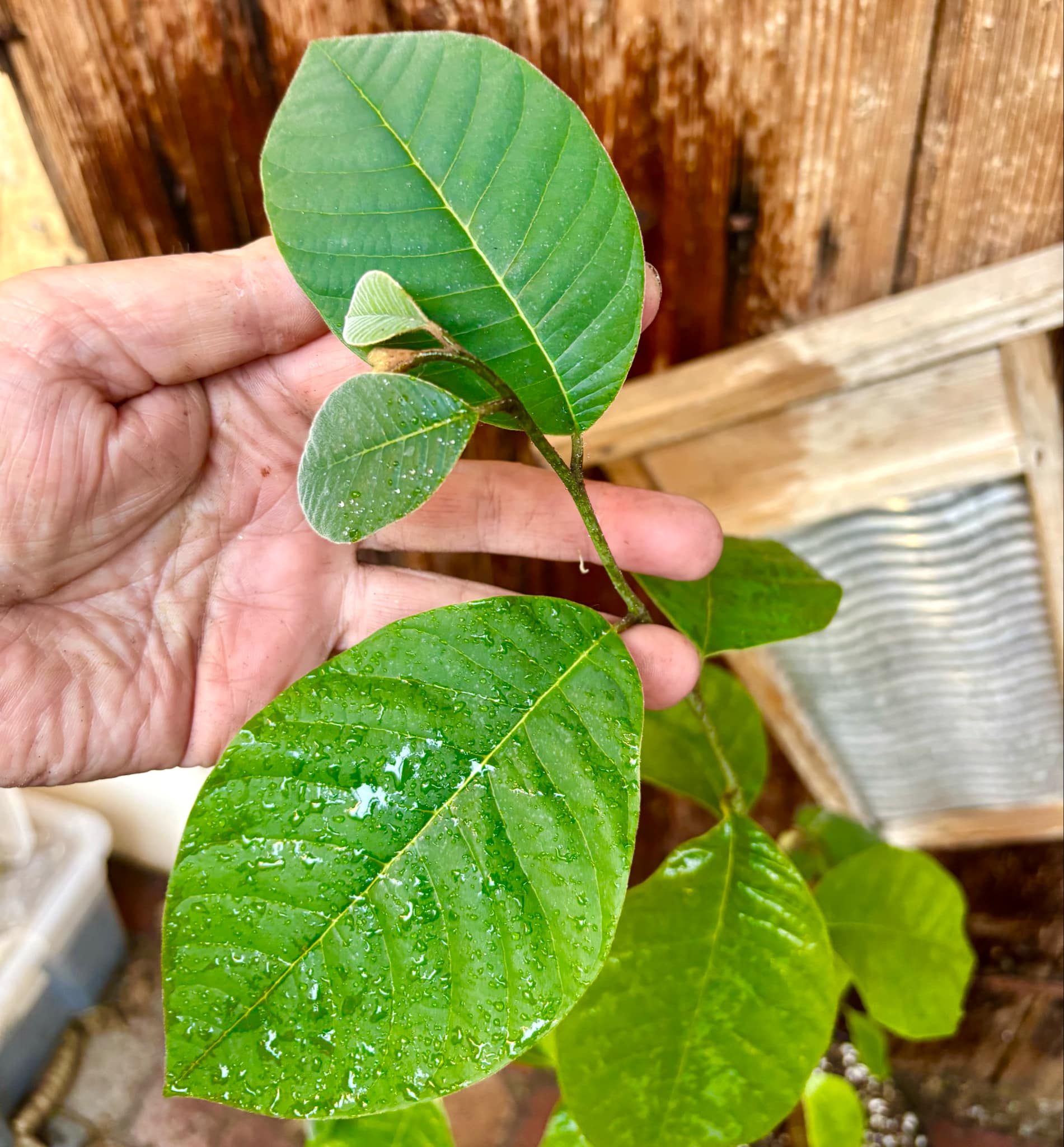 Cherimoya var. Fino de Jete (Annona cherimola) Nr. 2 - 1 potted plant / 1 getopfte Pflanze