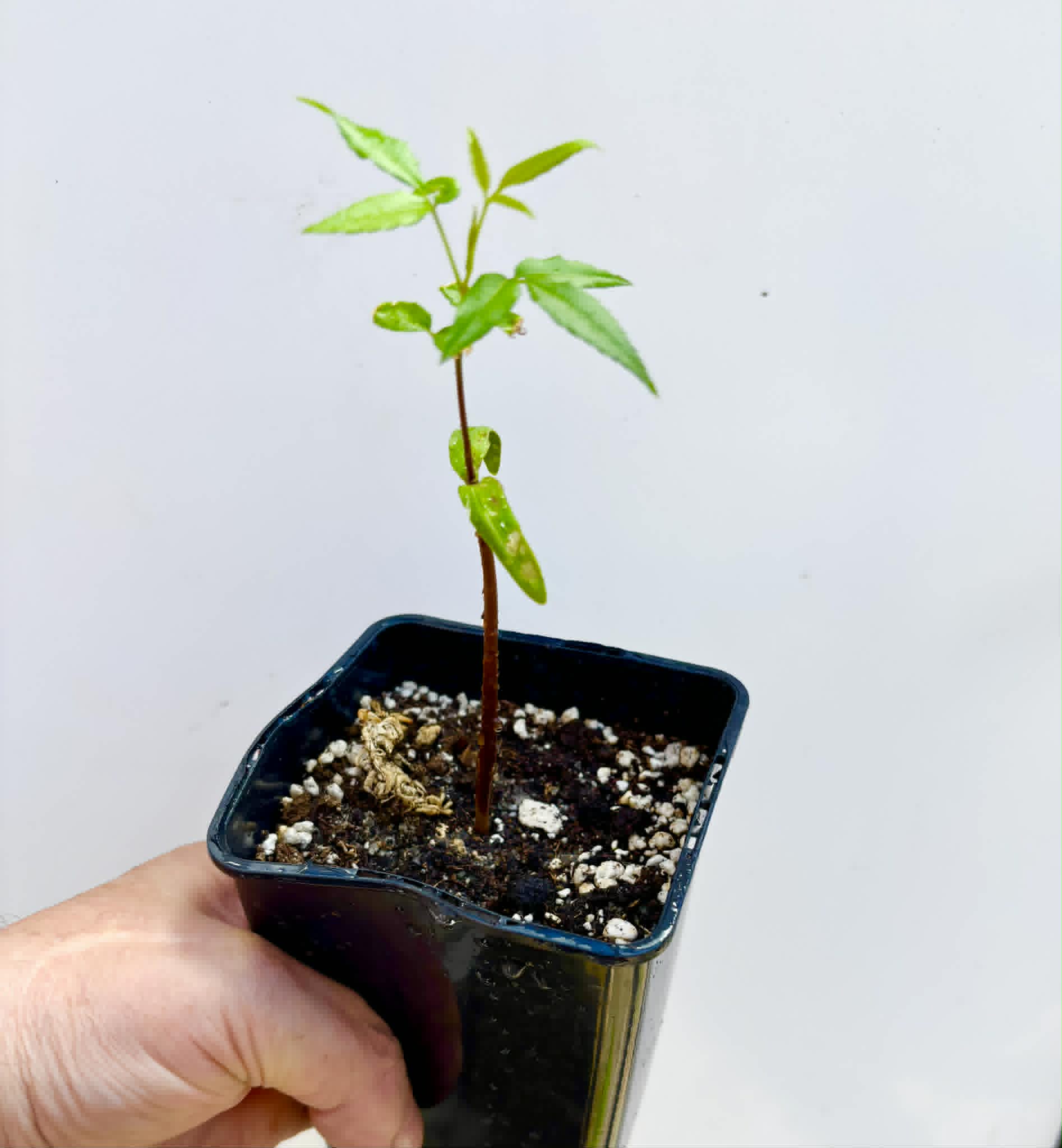 Umbu (Spondias tuberosa) -  1 potted seedling / 1 getopfter Sämling