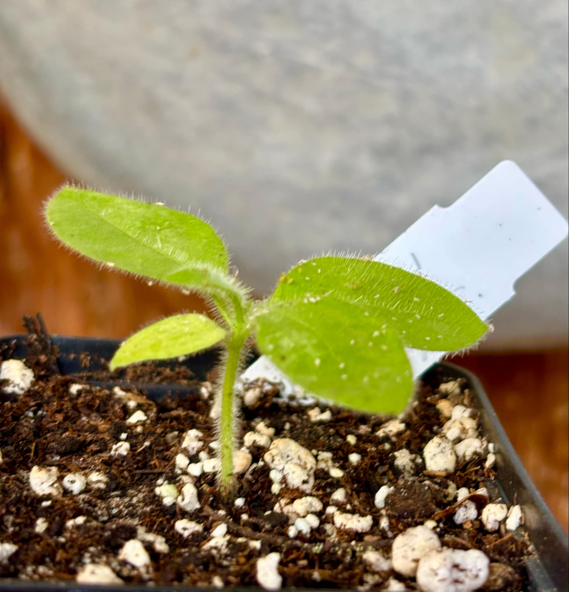 Solanum rumpincola - 1 small potted seedling / 1 kleiner, getopfter Sämling
