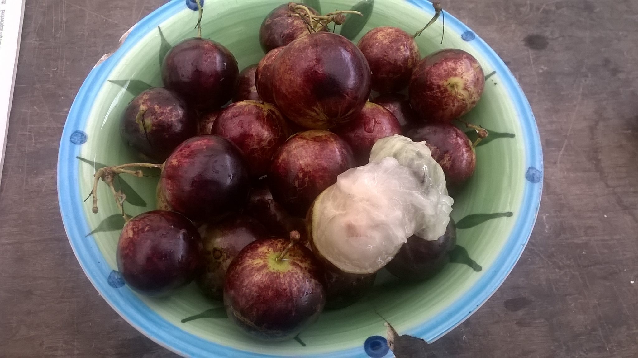 8+ years old - Jaboticaba Cafe Rajada (Plinia trunciflora var Cafe Rajada) - 1 potted plant / 1 getopfte Pflanze