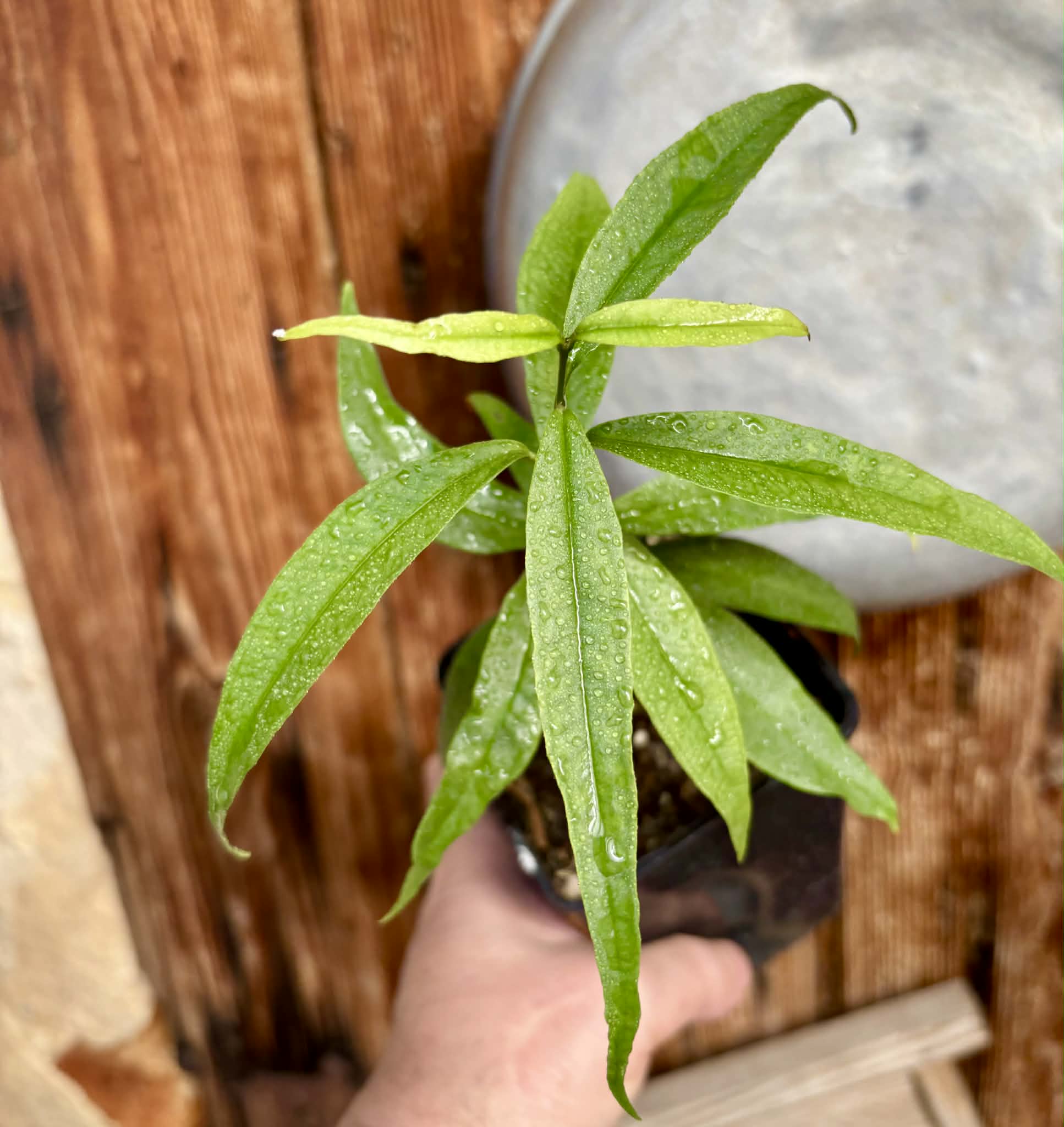 Eugenia bahiensis var. Sementes pintada  - 1 potted plant / 1 getopfte Pflanze