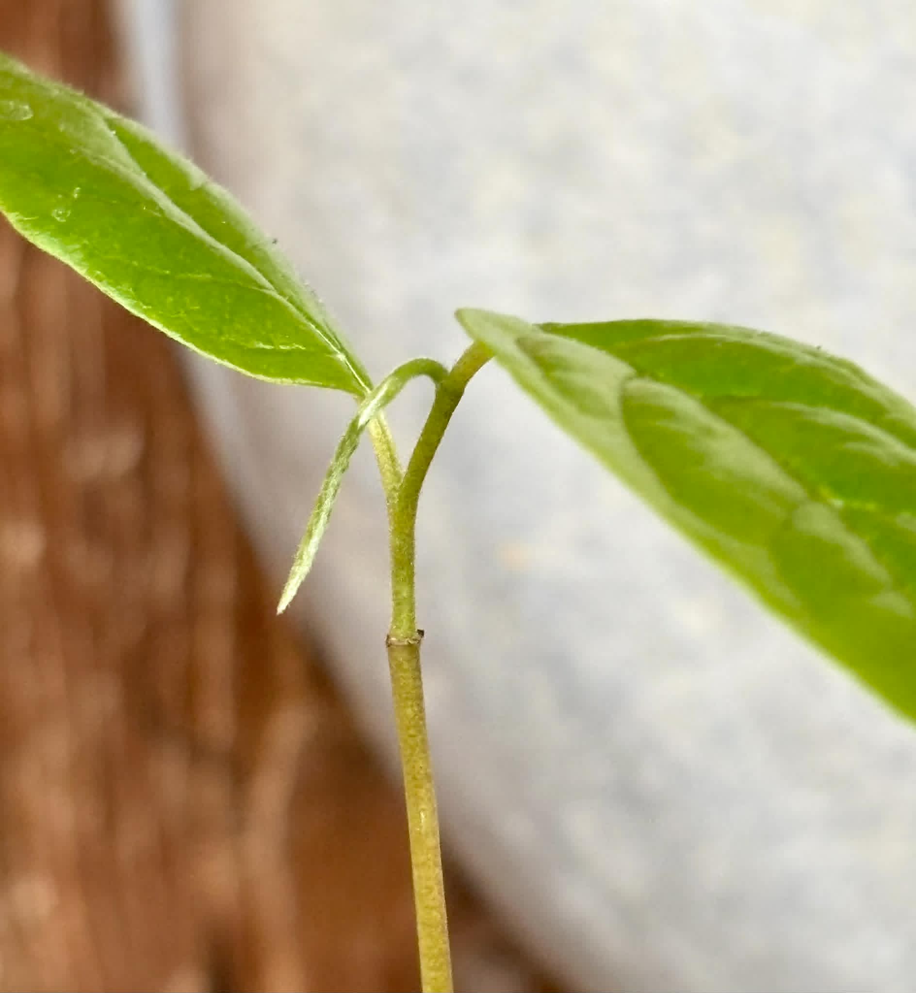 Annona reticulata var Ruby Heart- 1 potted seedling / 1 getopfter Sämling
