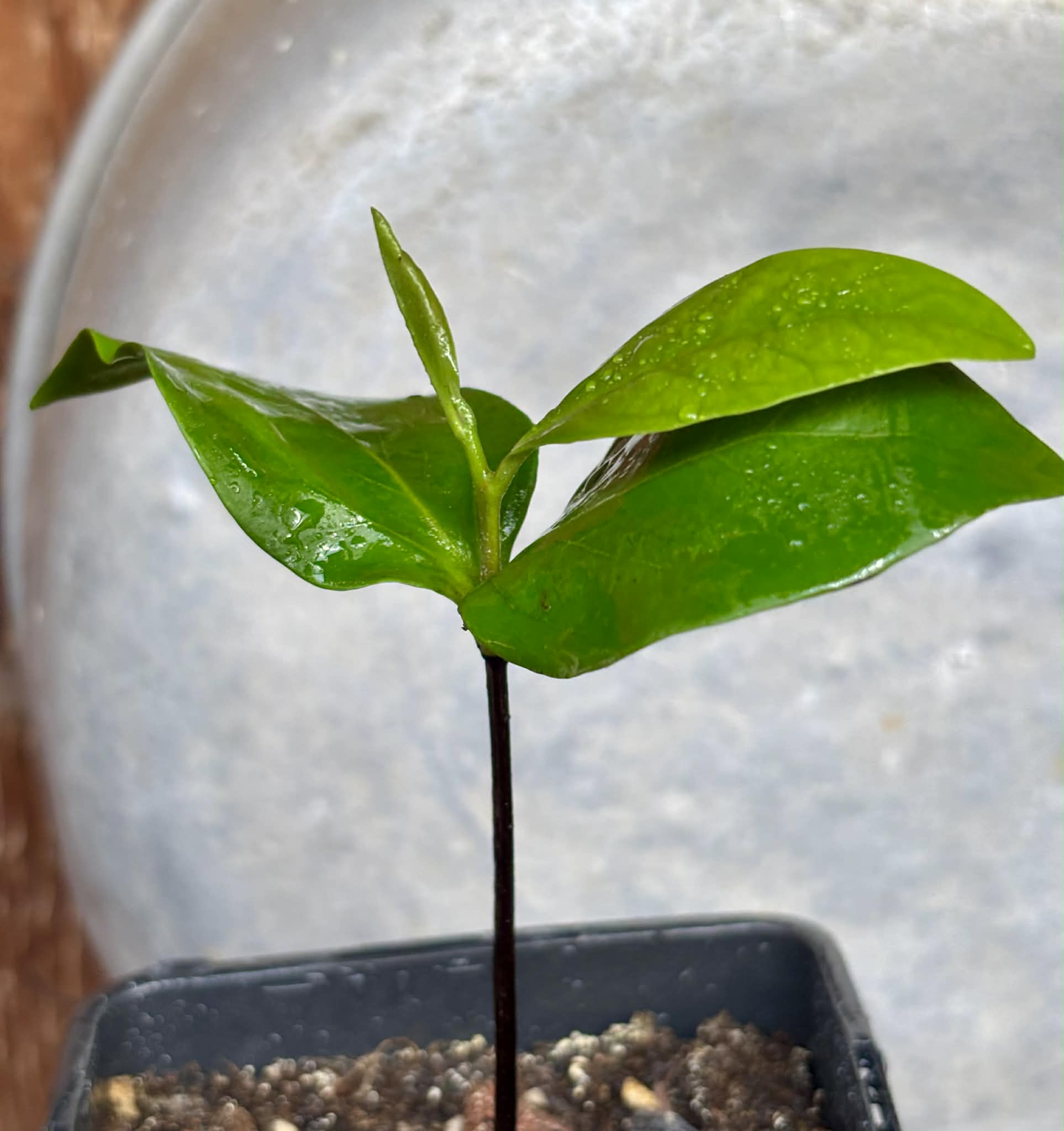 Black Sapote var. Bernecker (Diospyros nigra) - 1 potted seedling / 1 getopfter Sämling
