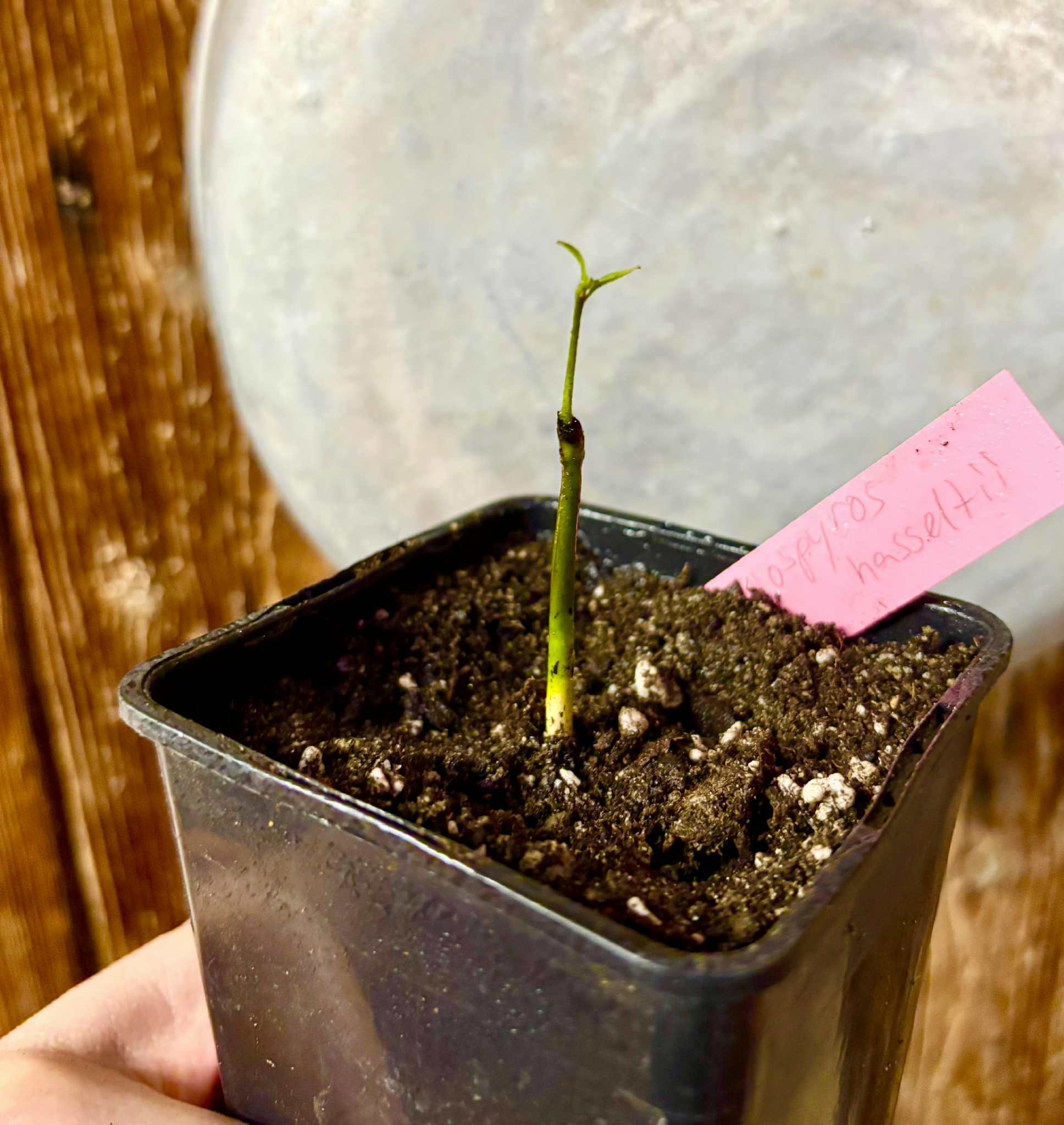 Diospyros hasseltii -  1 potted seedling / 1 getopfter Sämling