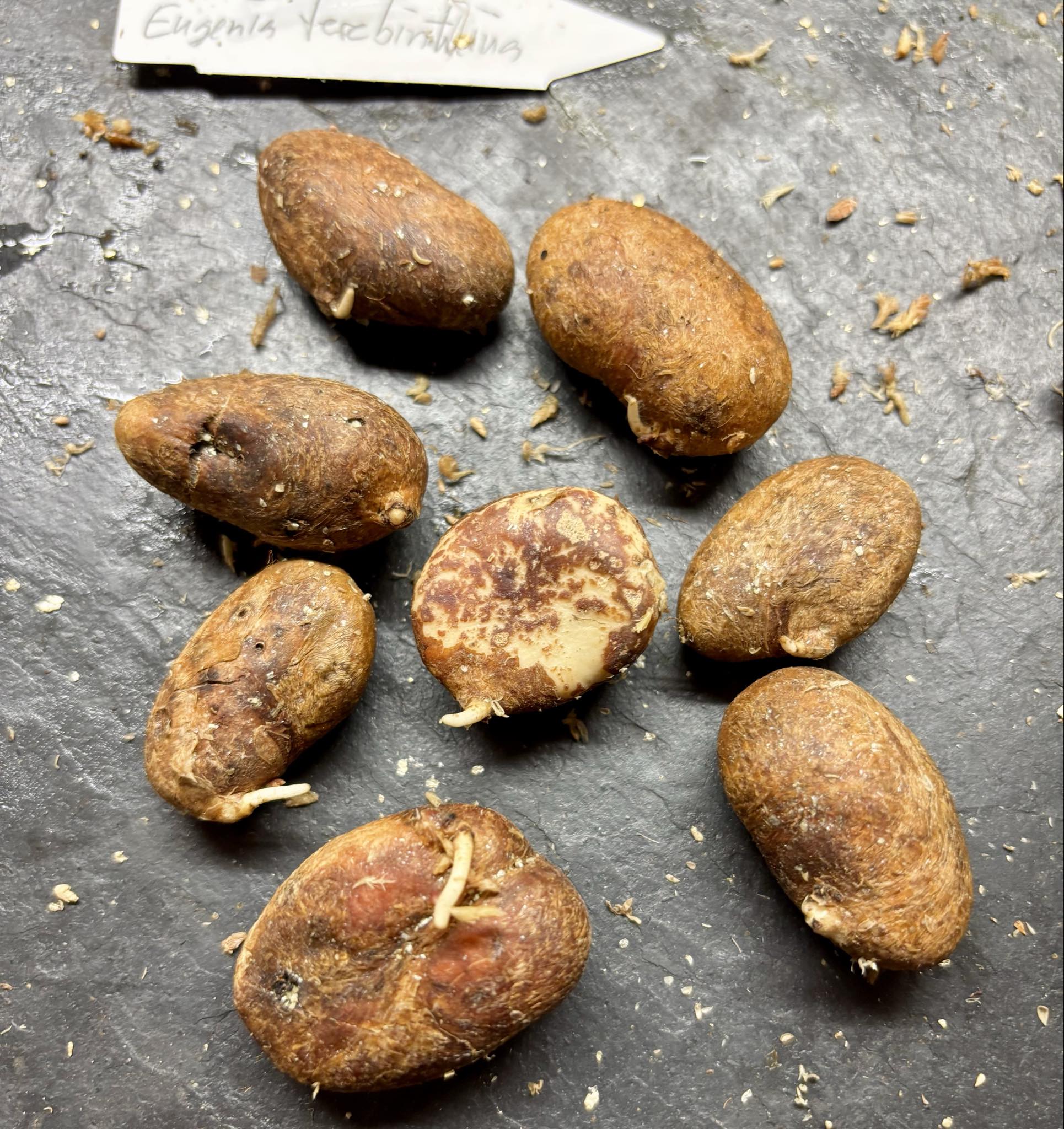 Eugenia sp Terebinthina - 1 germinated seed / 1 gekeimter Samen Eugenia sp Terebinthina - 1 germinated seed / 1 gekeimter Samen