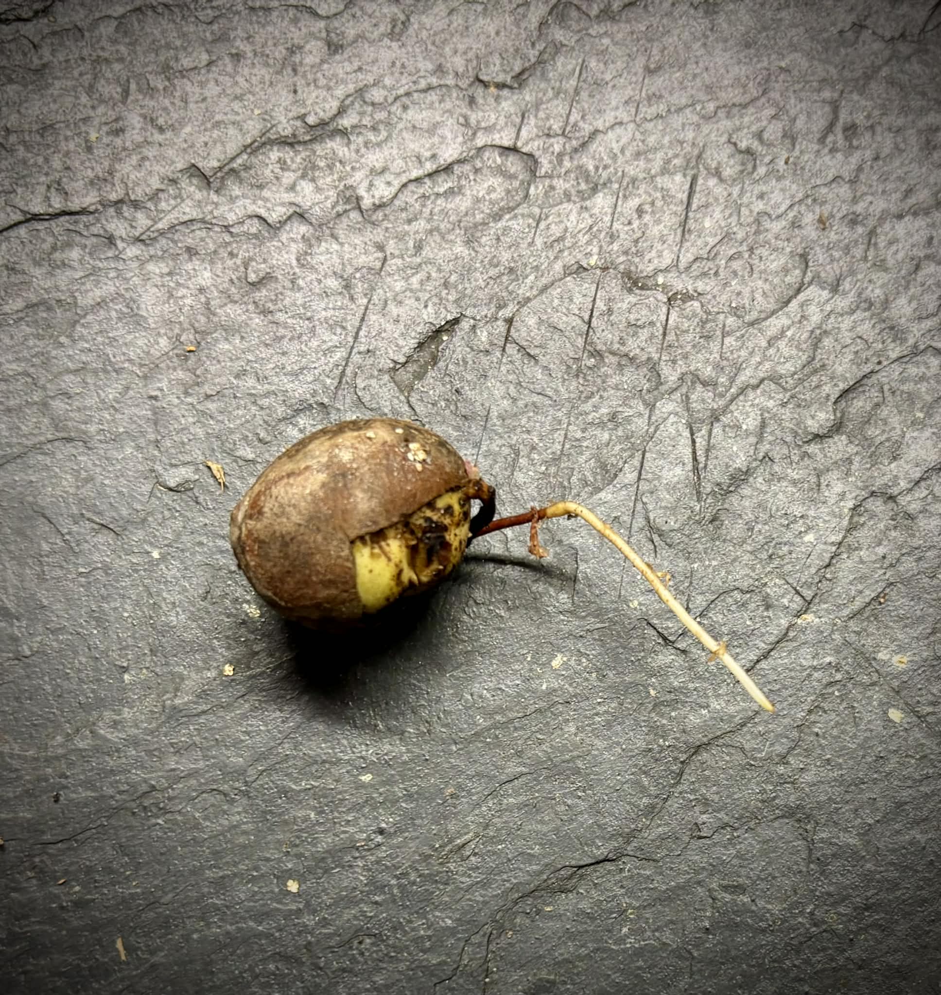 Myrciaria sp Pyrangi -  1 germinated seed / 1 gekeimter Samen